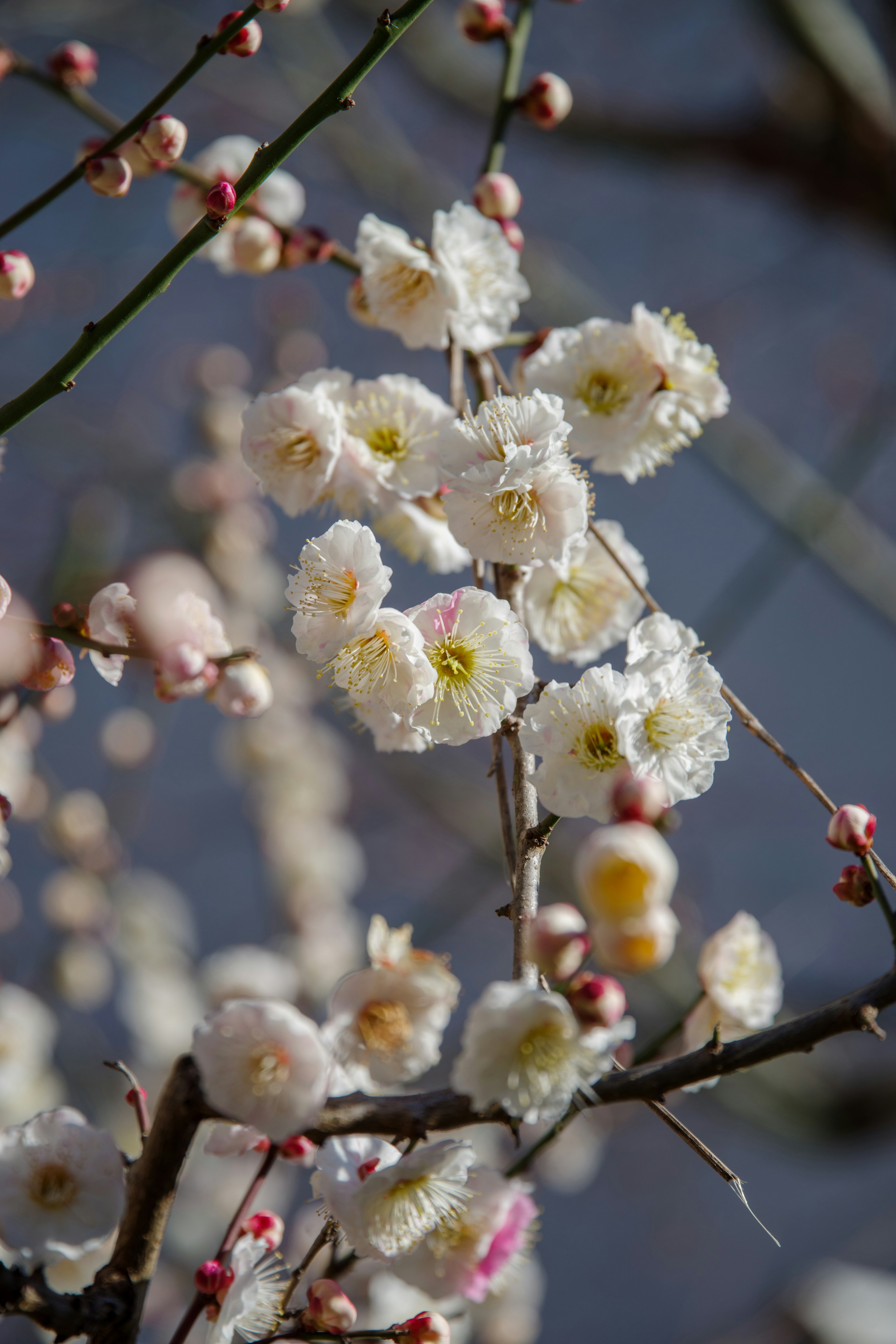 梅樹的枝條上開著白色花朵和芽