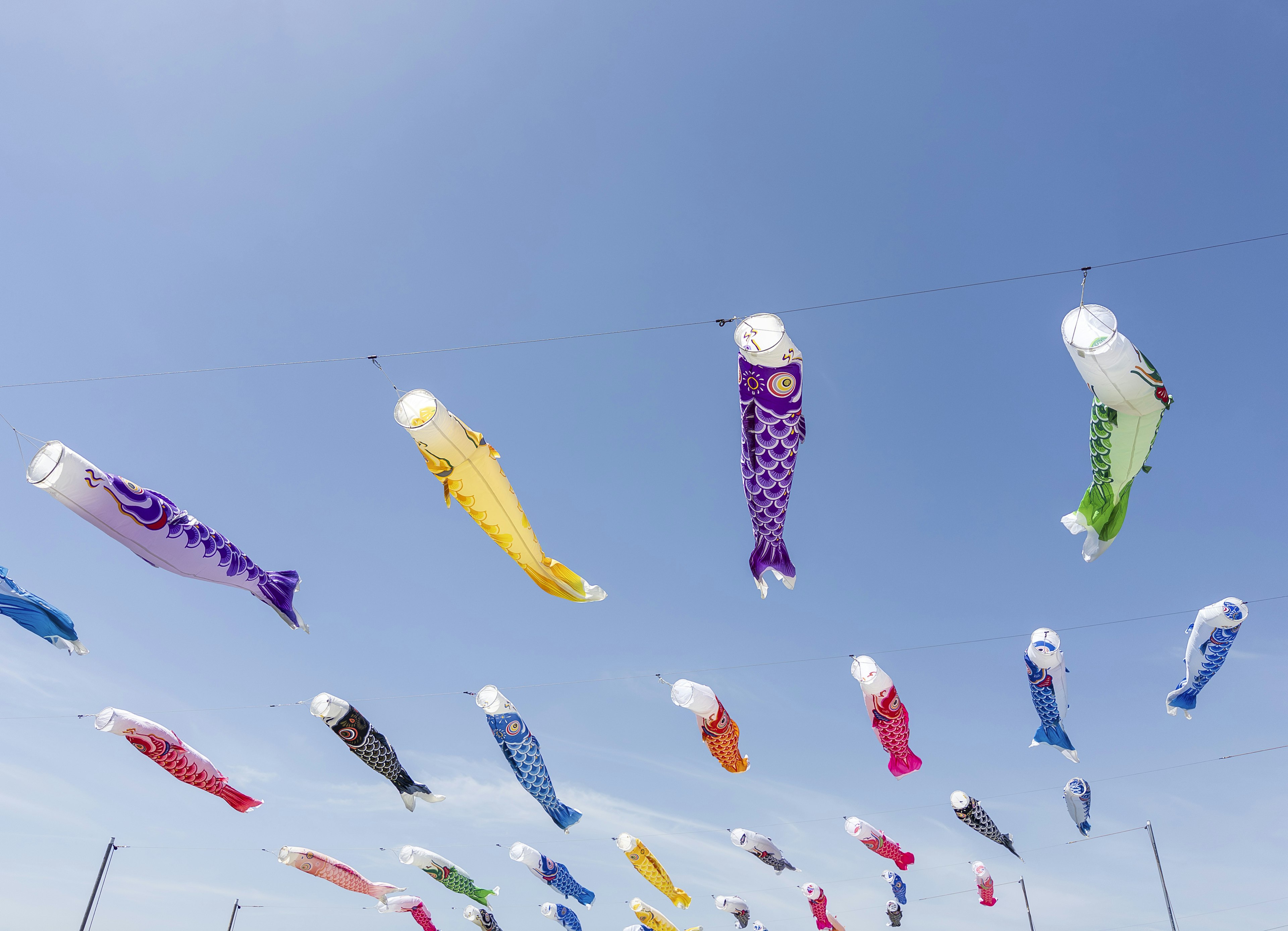 Koinobori หลายสีที่บินอยู่ในท้องฟ้าสีฟ้า