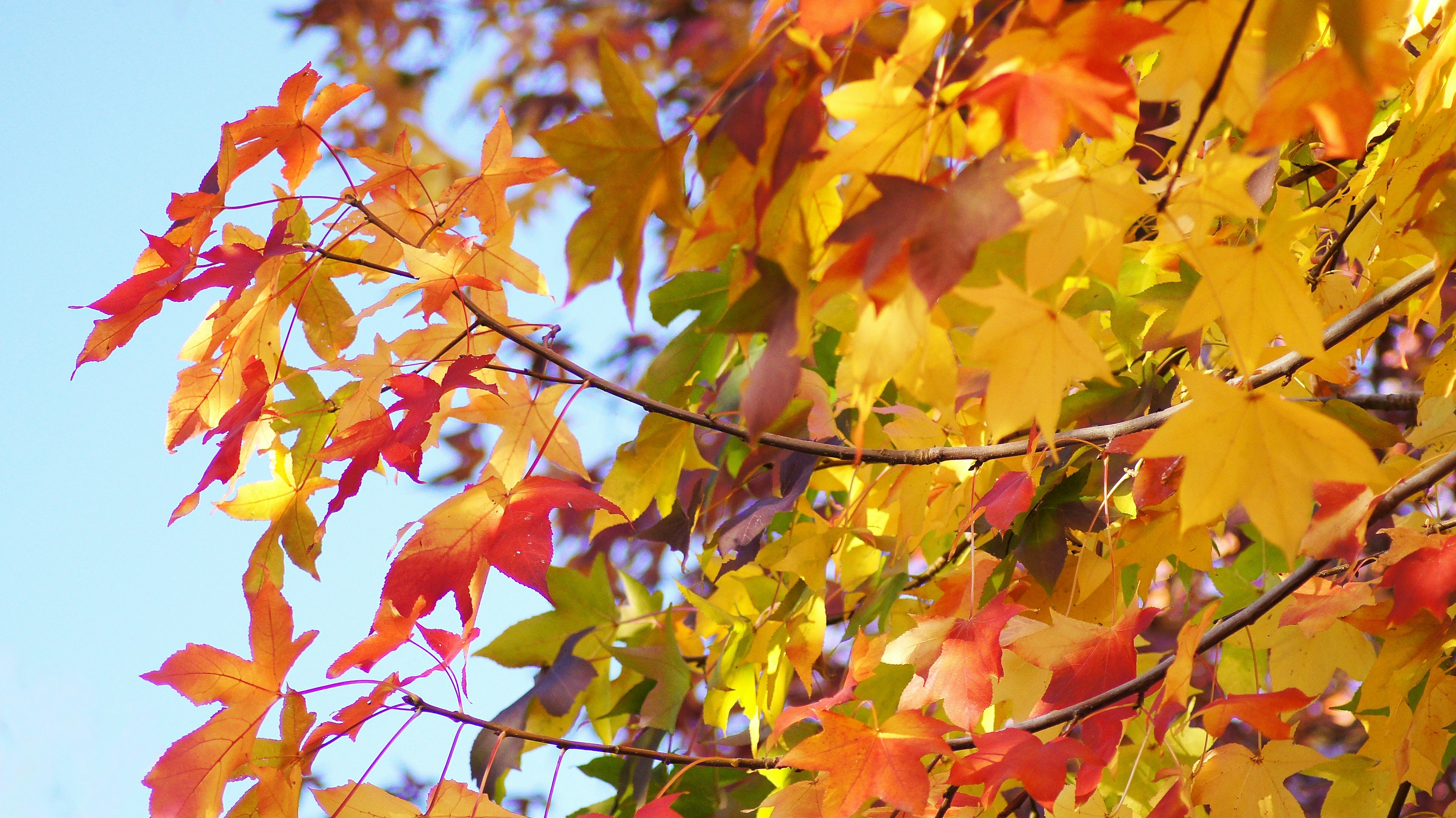 Hojas de otoño coloridas brillando bajo el cielo azul