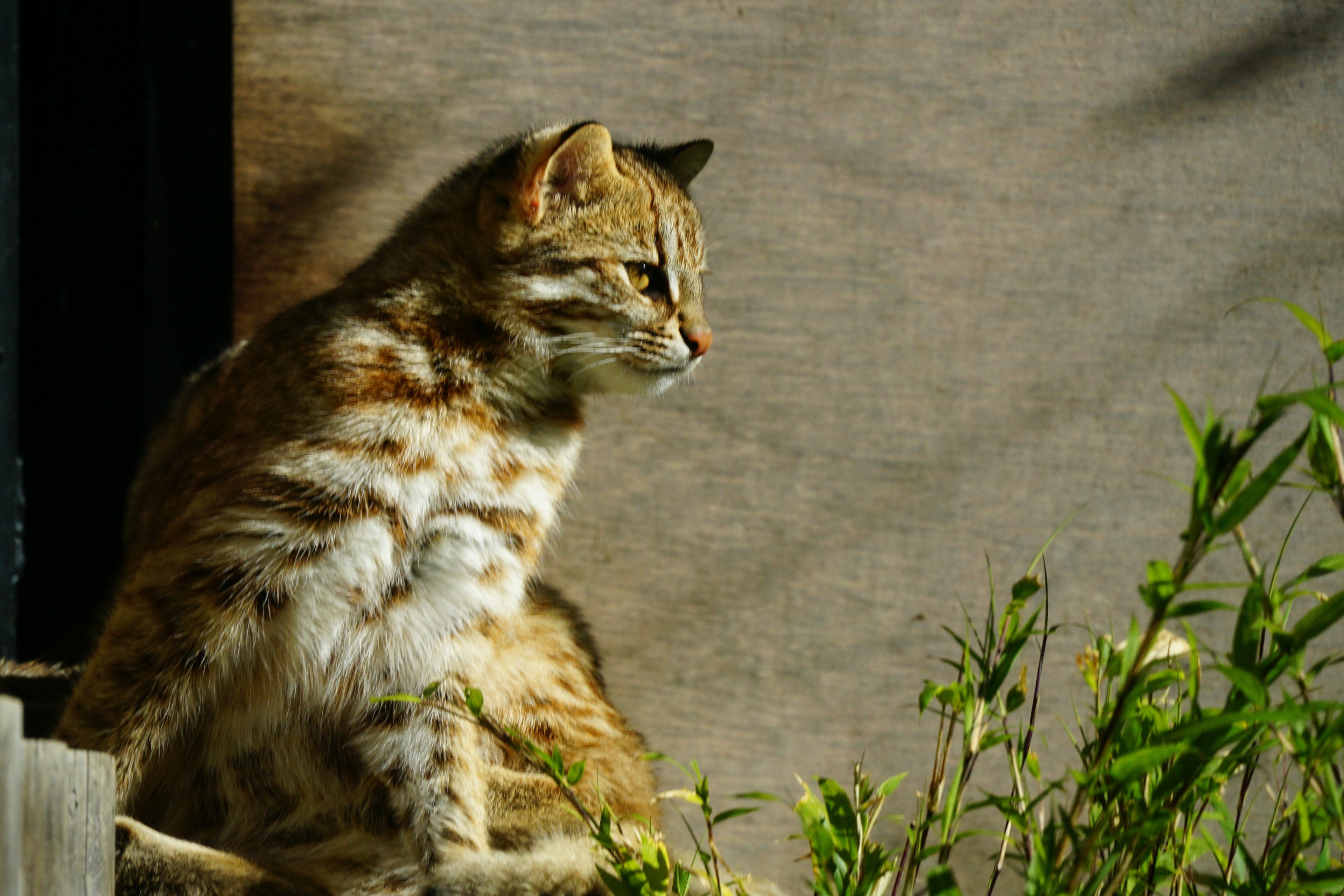 Eine Katze sitzt im Gras mit einem konzentrierten Ausdruck