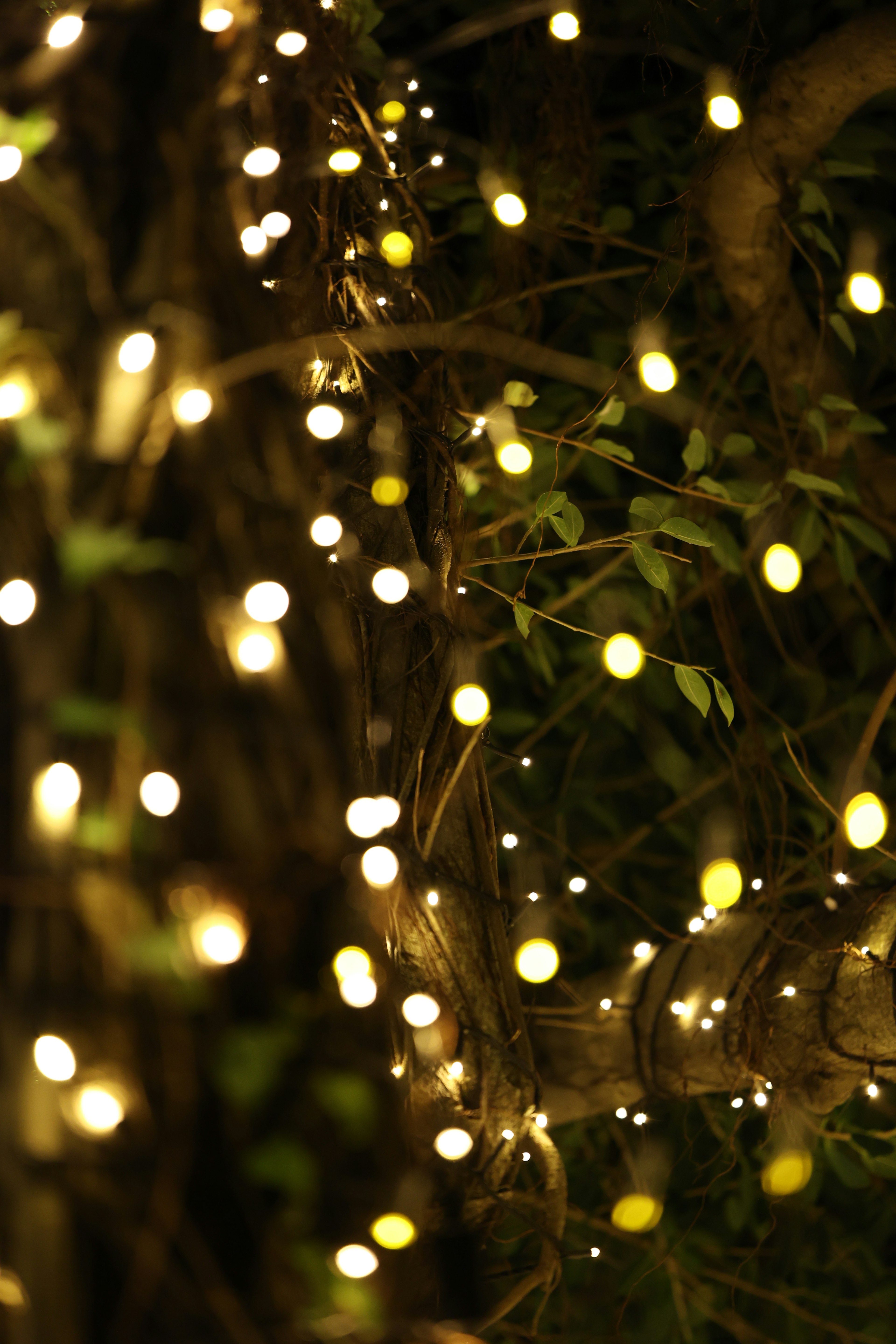 Twinkling fairy lights wrapped around branches in a nighttime setting