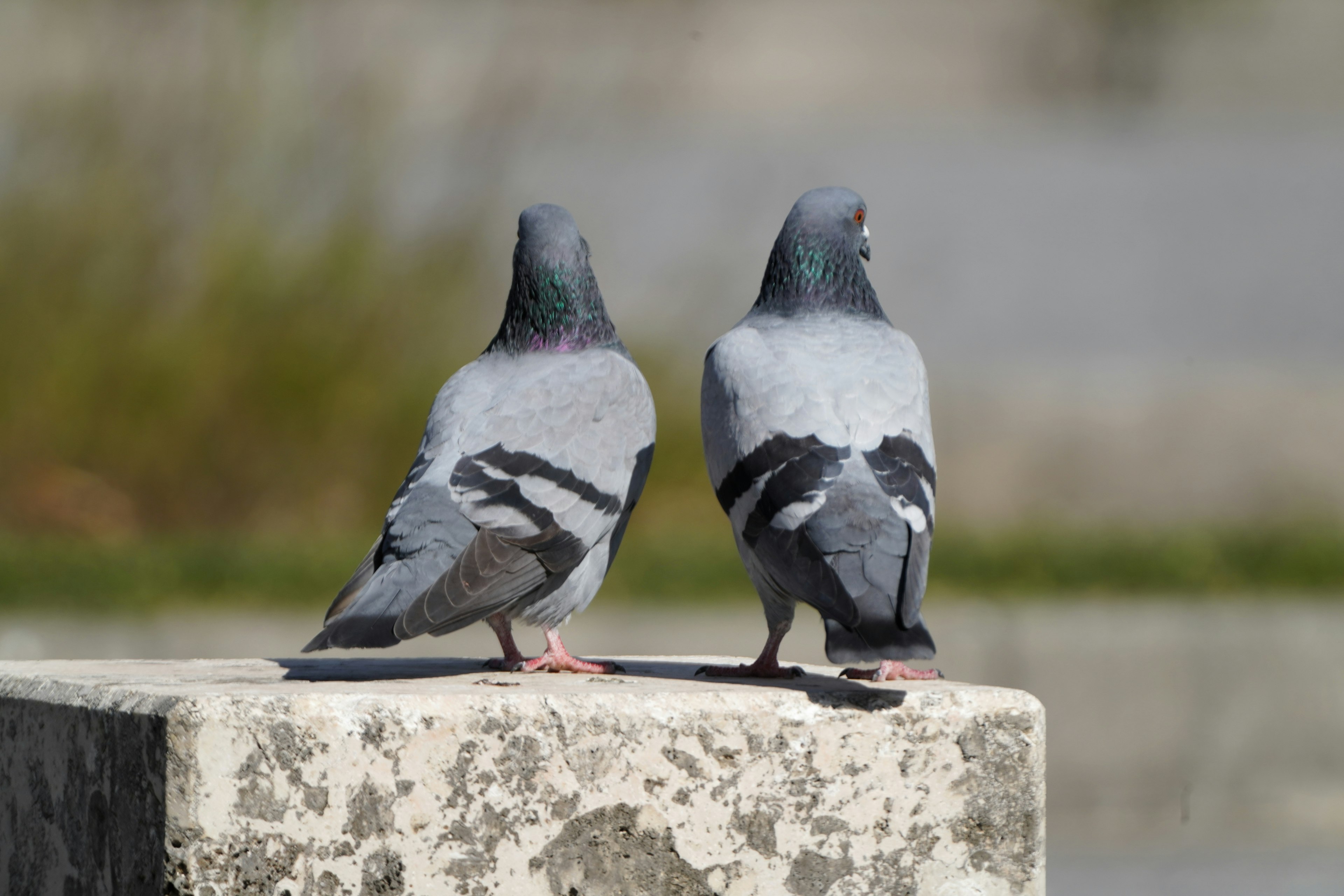 二羽の鳩が石の上に立っている