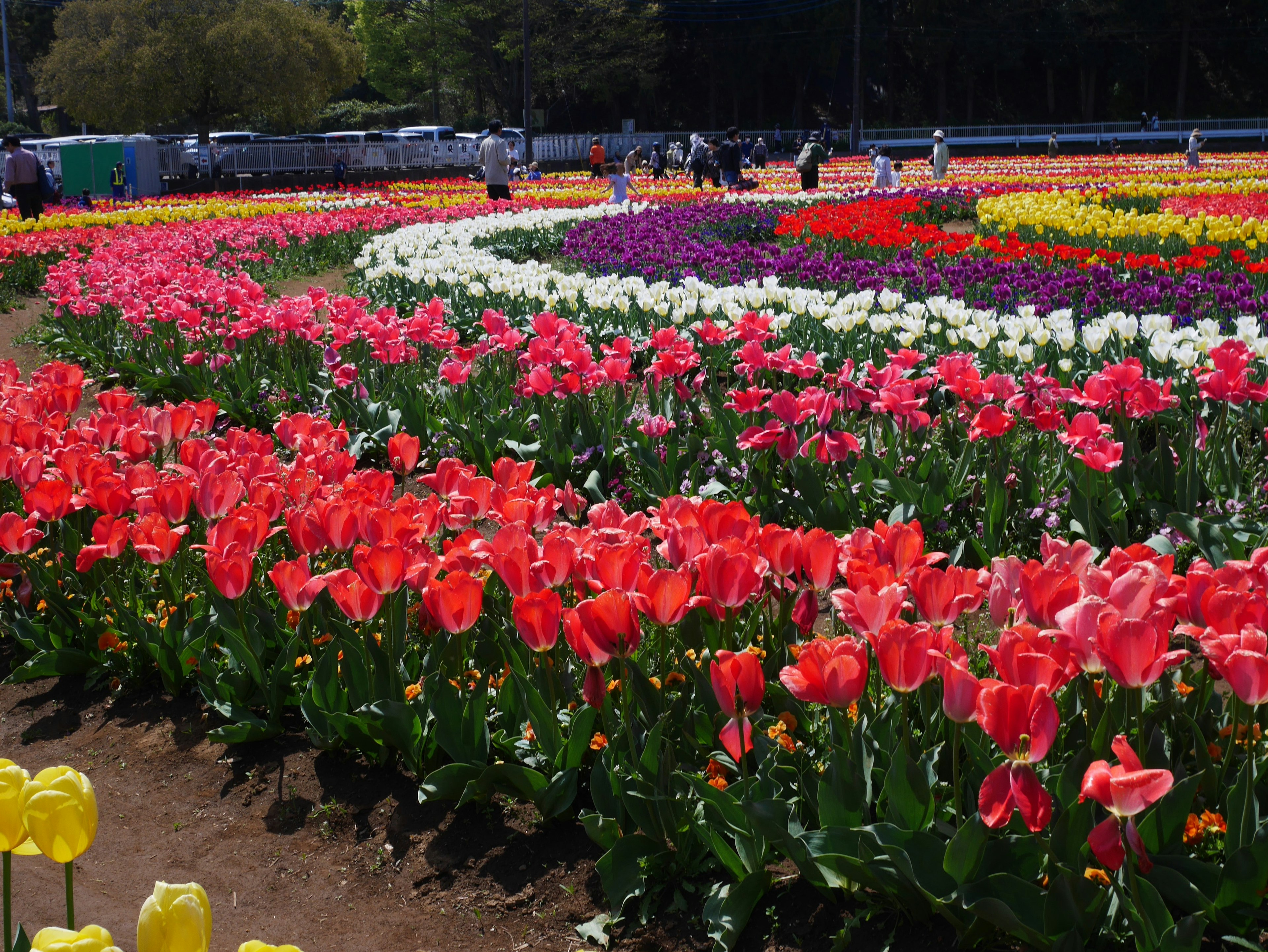 Jardín de tulipanes vibrante con varios colores y visitantes