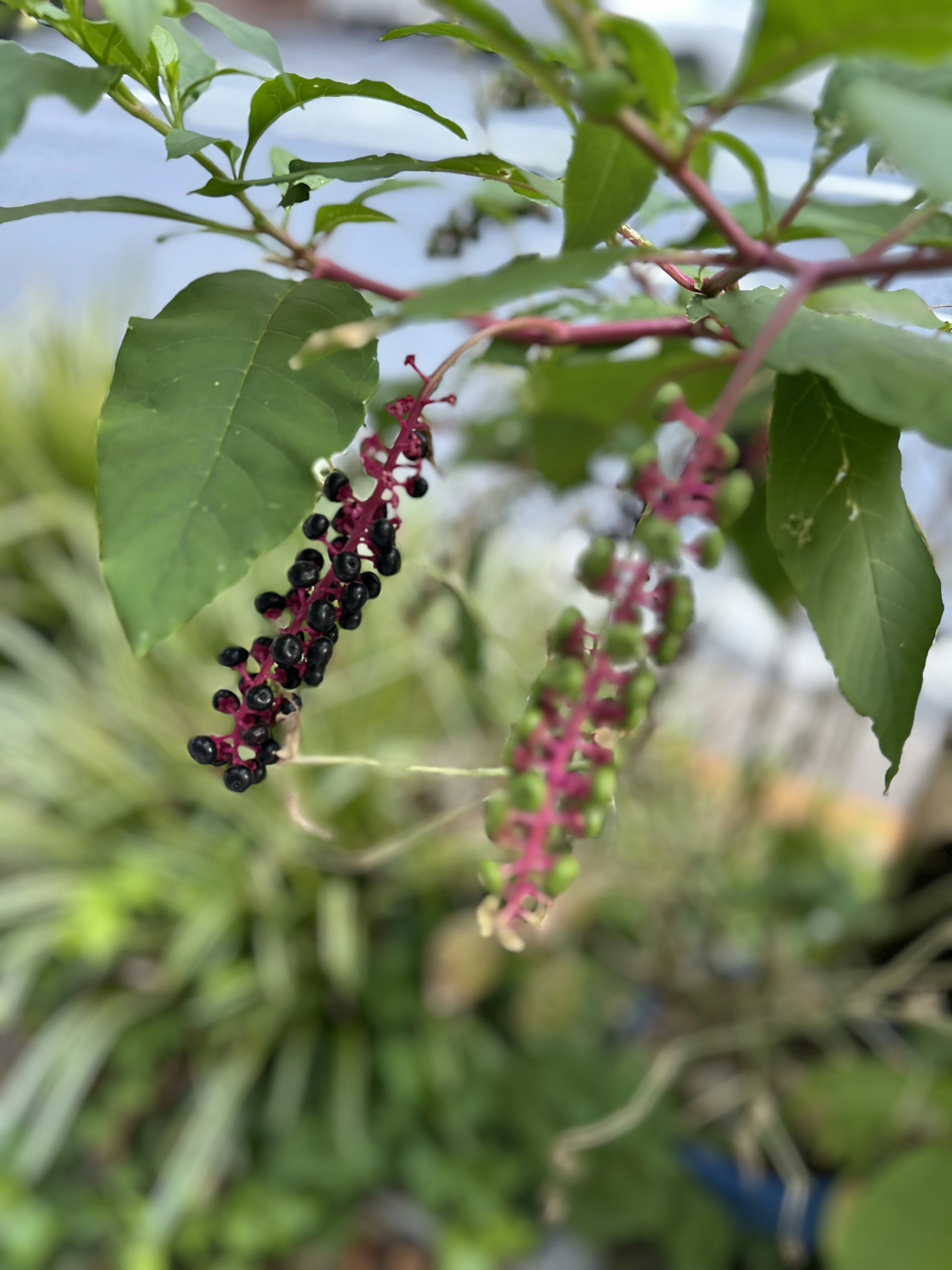 Kumpulan buah yang berubah dari merah ke hitam di antara daun hijau