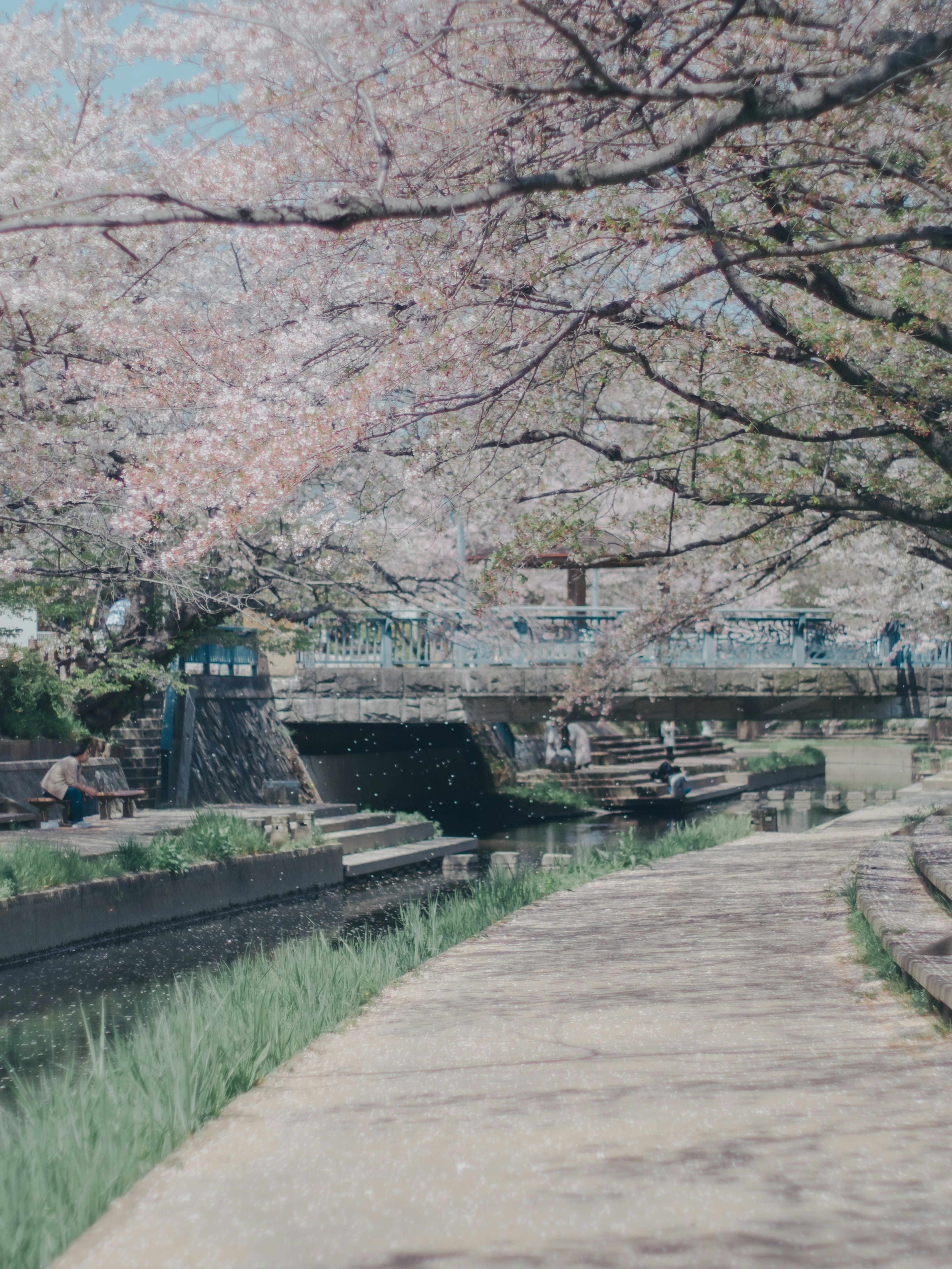 樱花树旁的风景如画的河边小道和桥