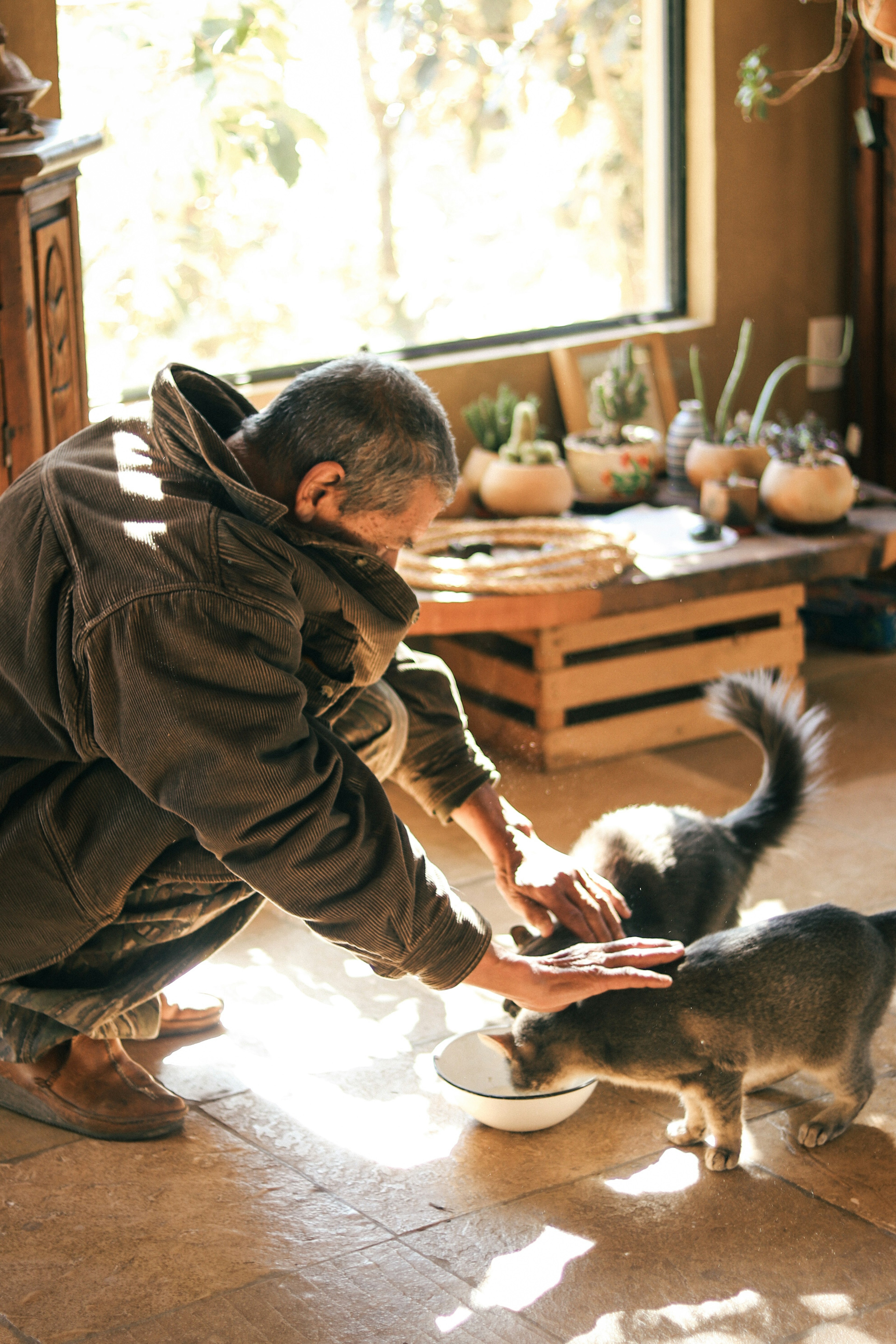 男性が猫に餌を与えているシーン 窓からの自然光が差し込む室内