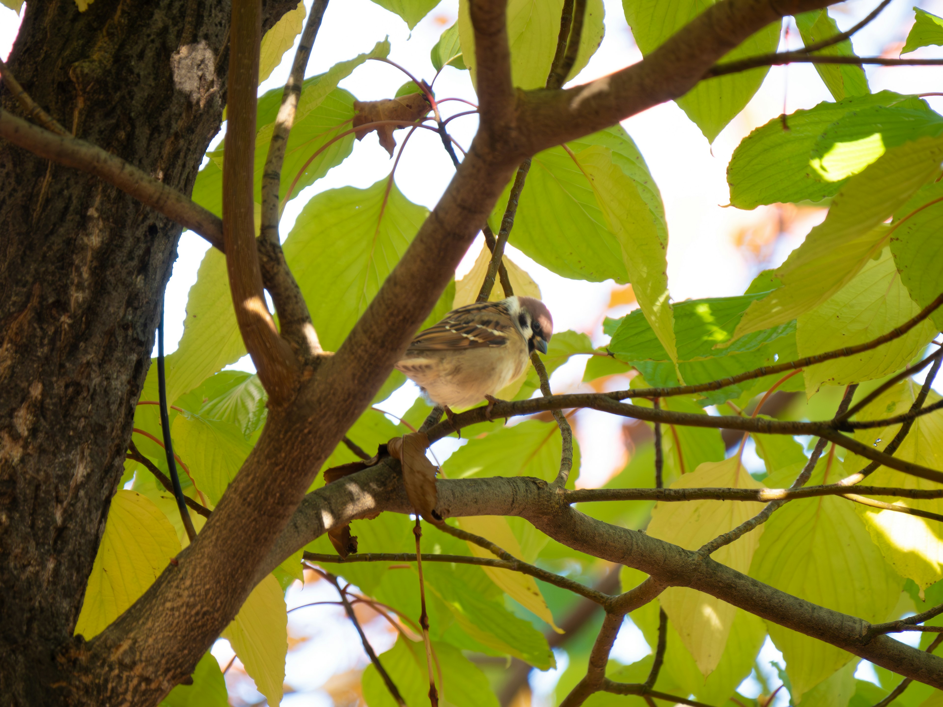 Ein kleiner Vogel, der auf grünen Blättern sitzt