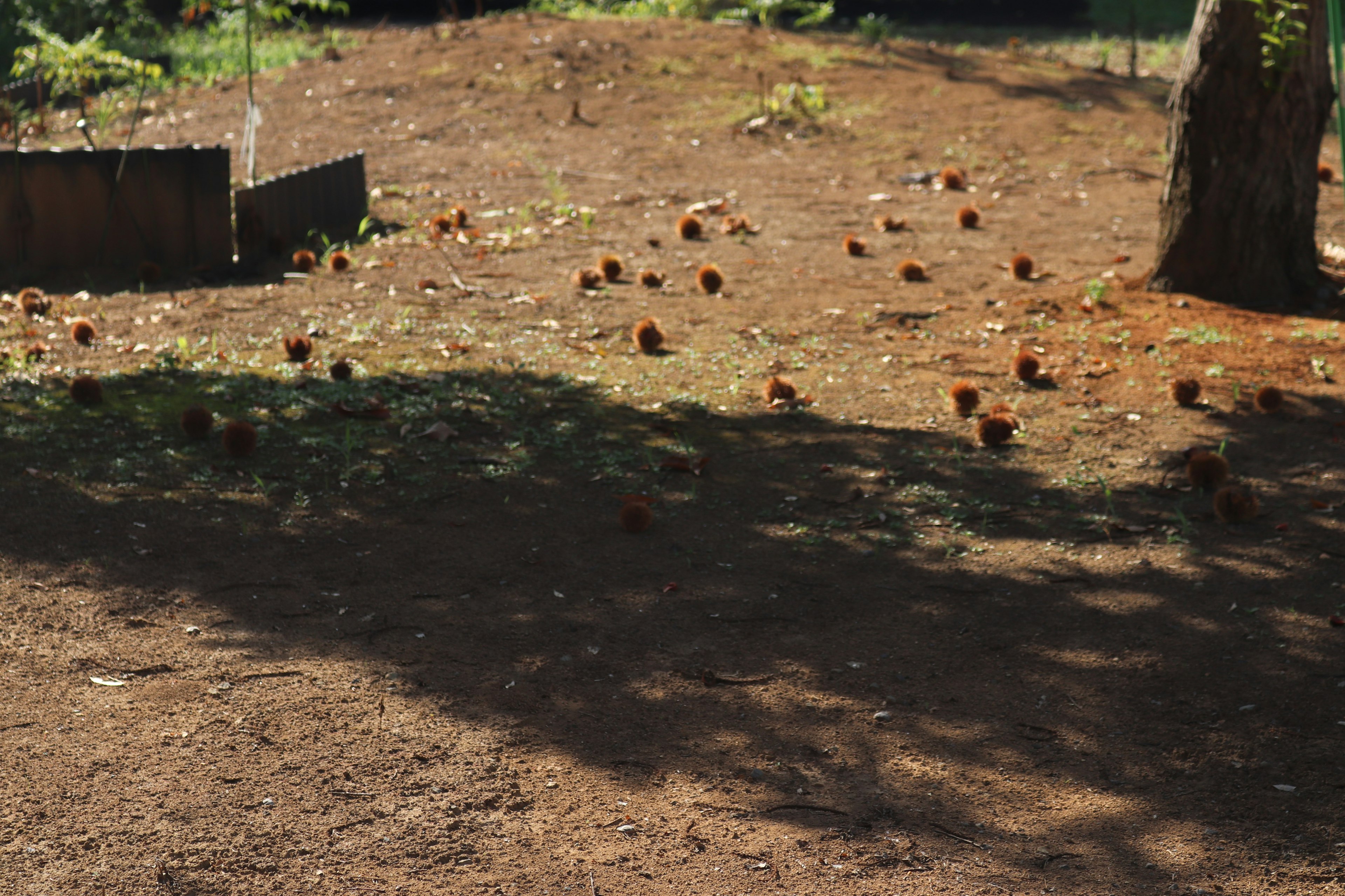 Scene of scattered red pine cones on the ground with tree shadows