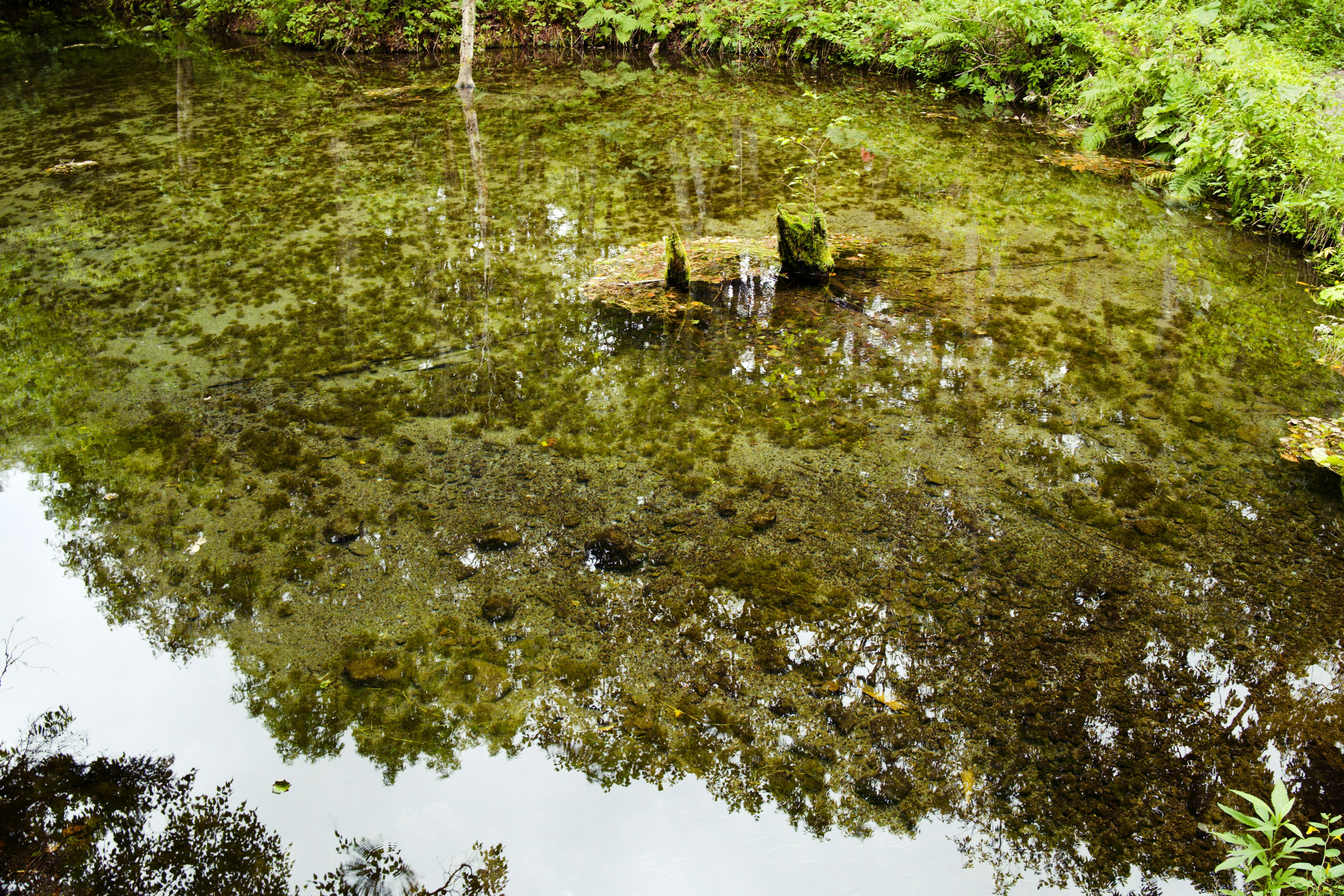 Un estanque tranquilo rodeado de exuberante vegetación que refleja el paisaje circundante en su superficie