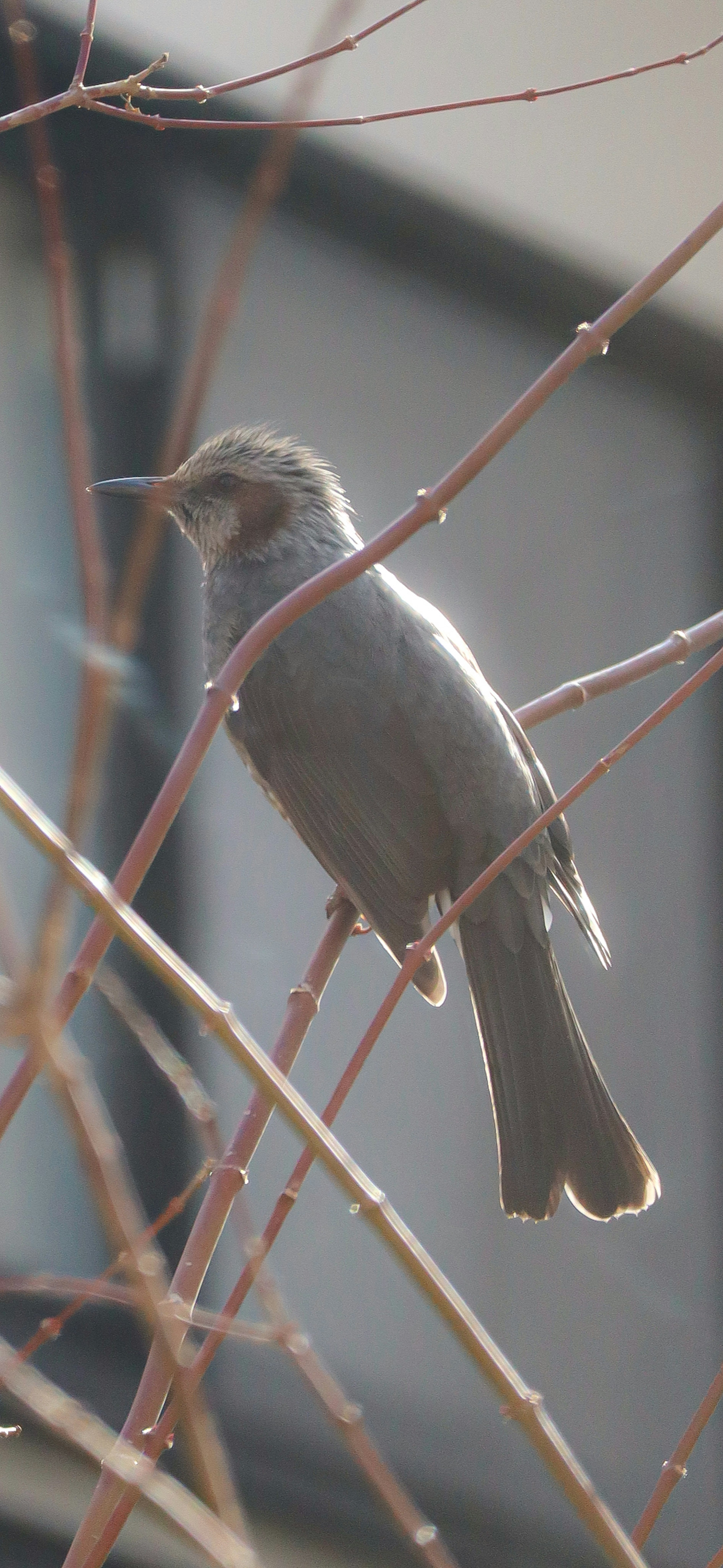 Silueta de un pájaro gris posado en una rama