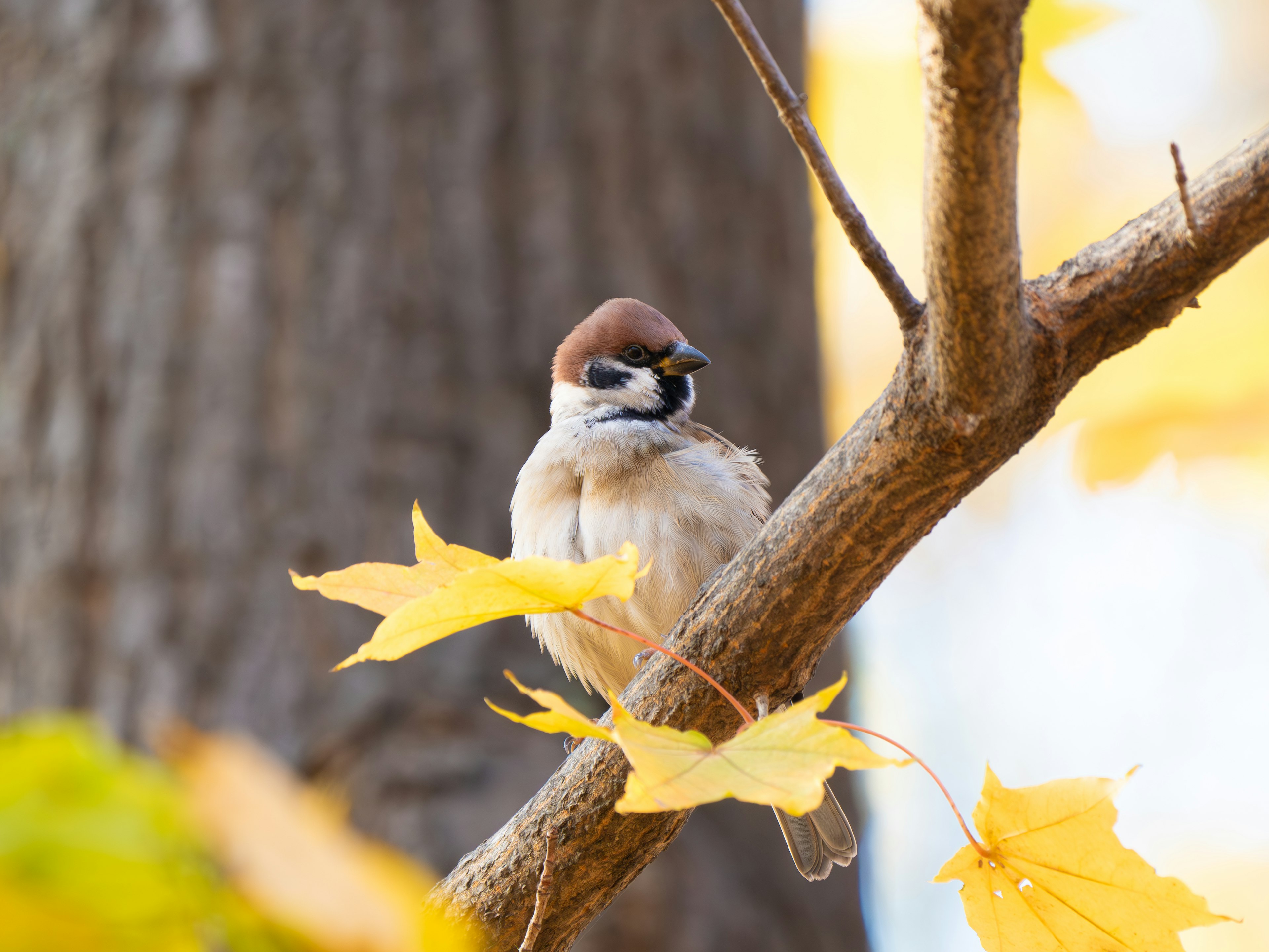 Un pequeño gorrión posado entre hojas de otoño