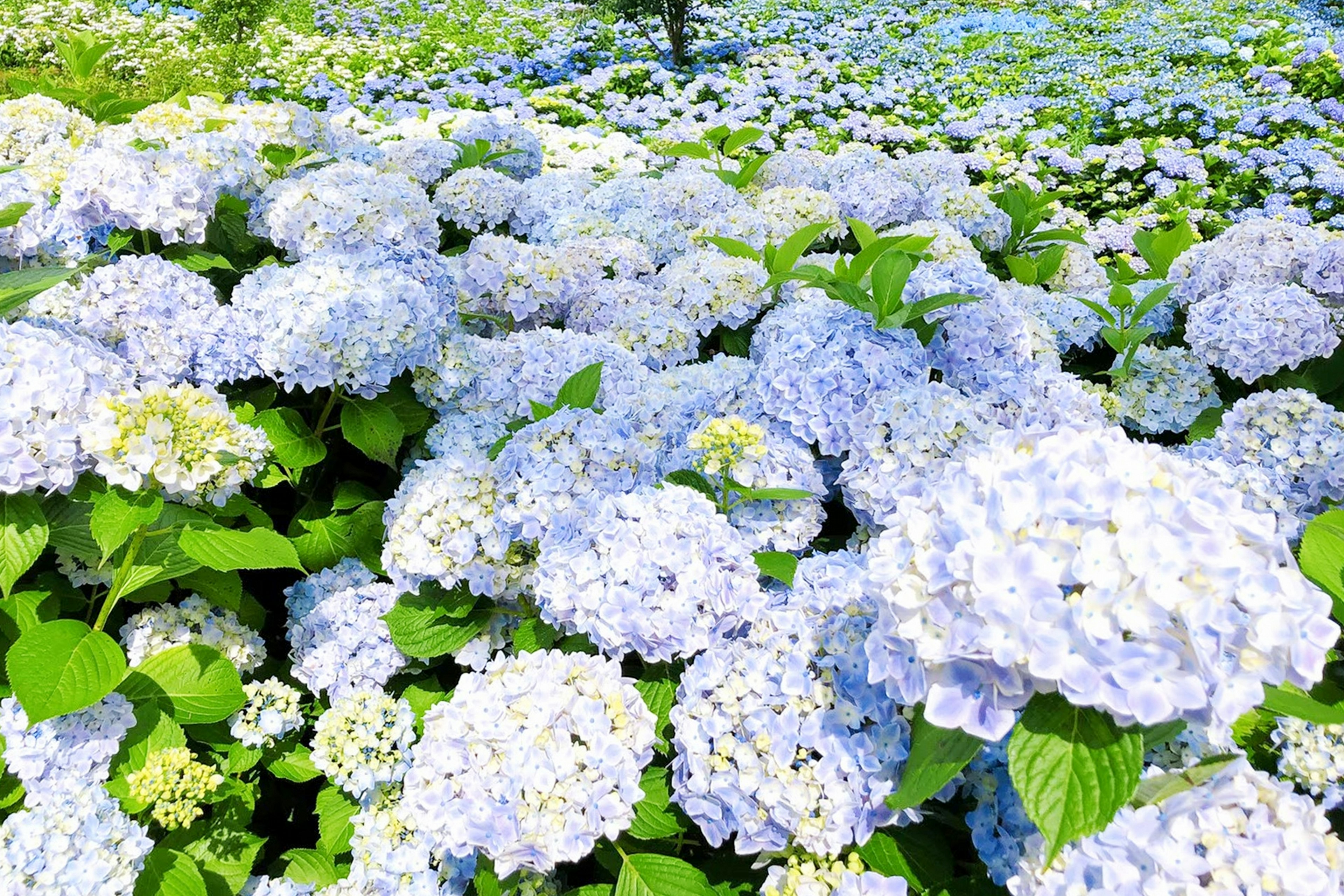 Un hermoso paisaje de hortensias azules en flor