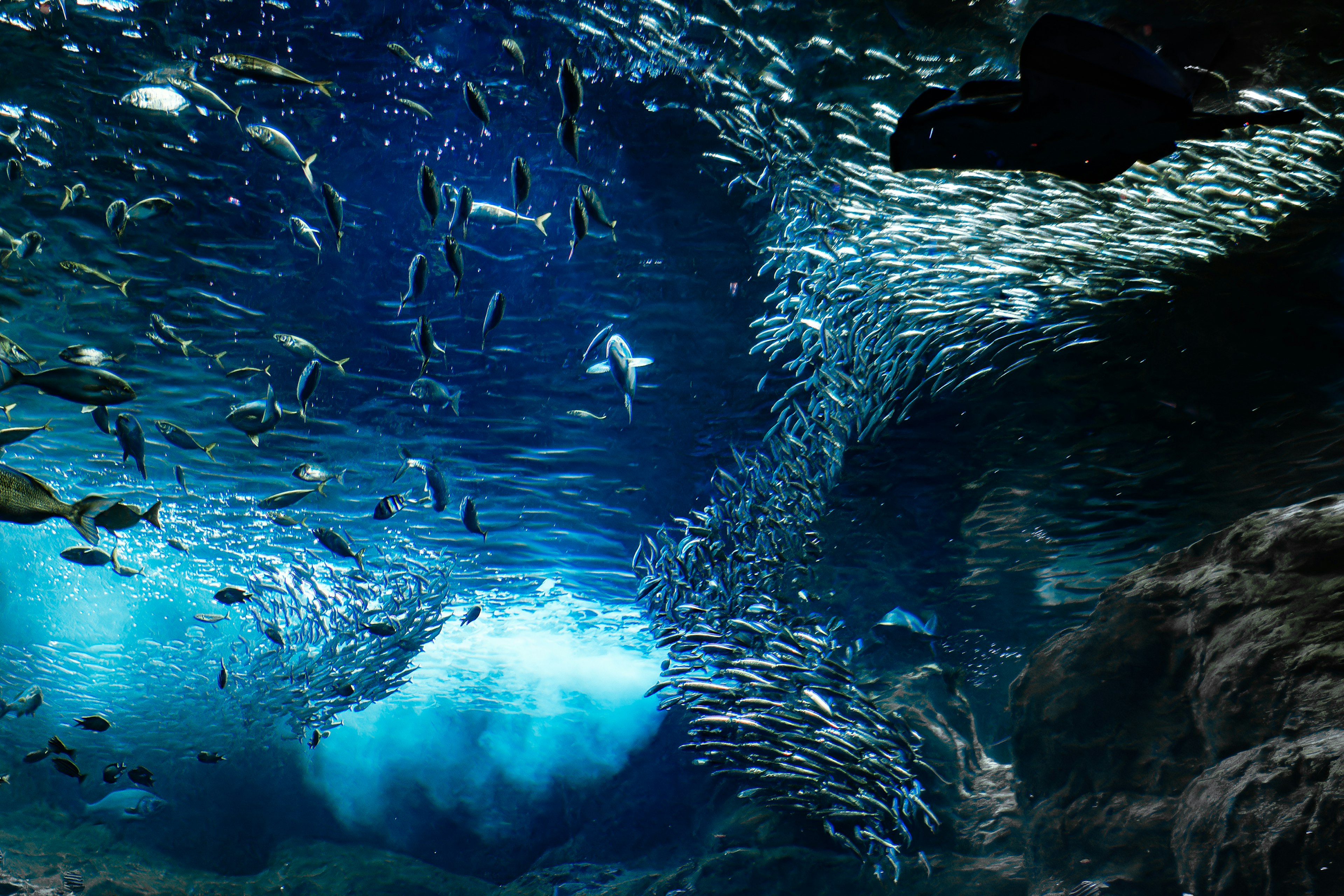 青い海水と魚が泳いでいる水中の風景