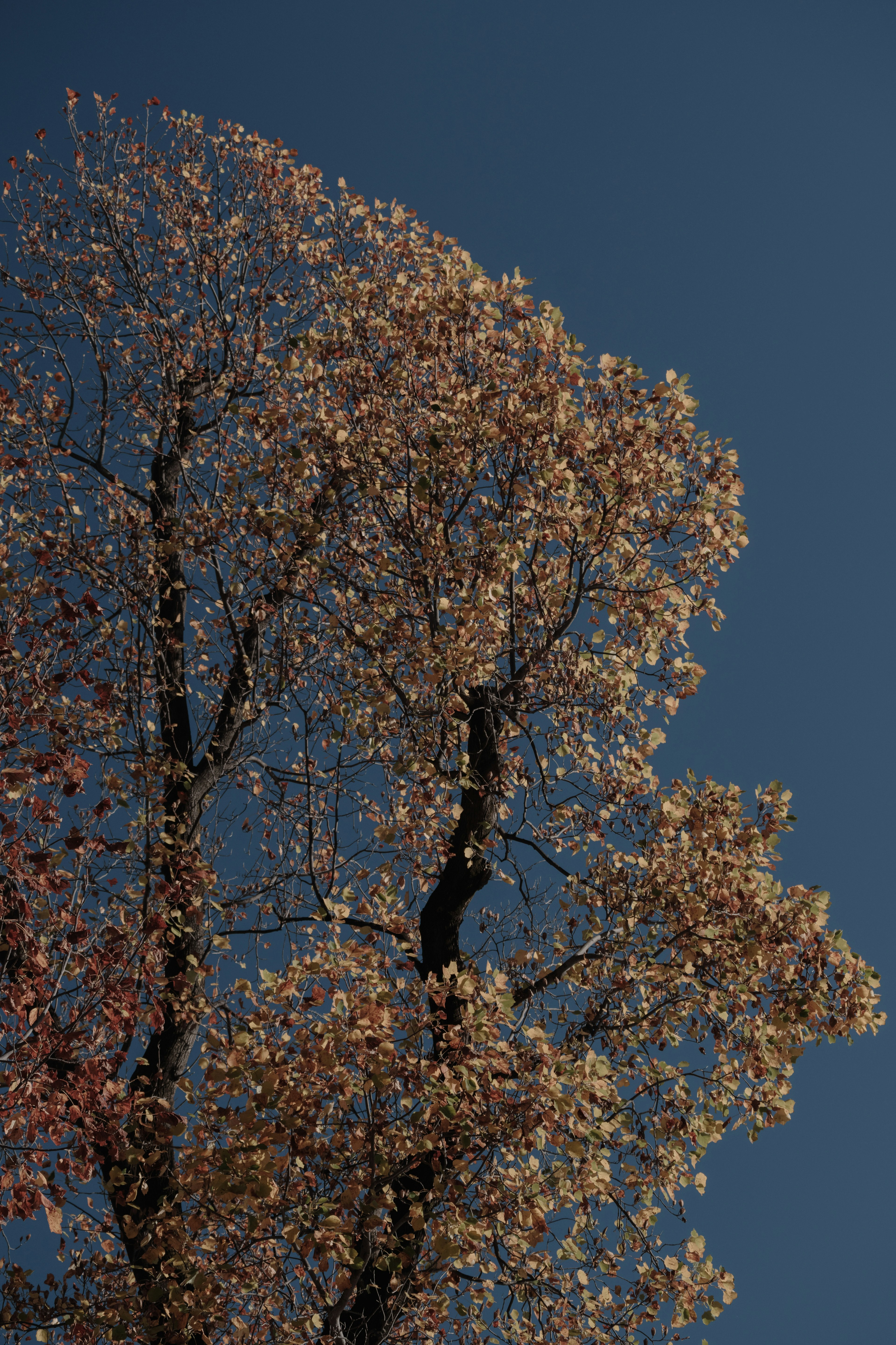 A tree with beautiful autumn leaves under a blue sky