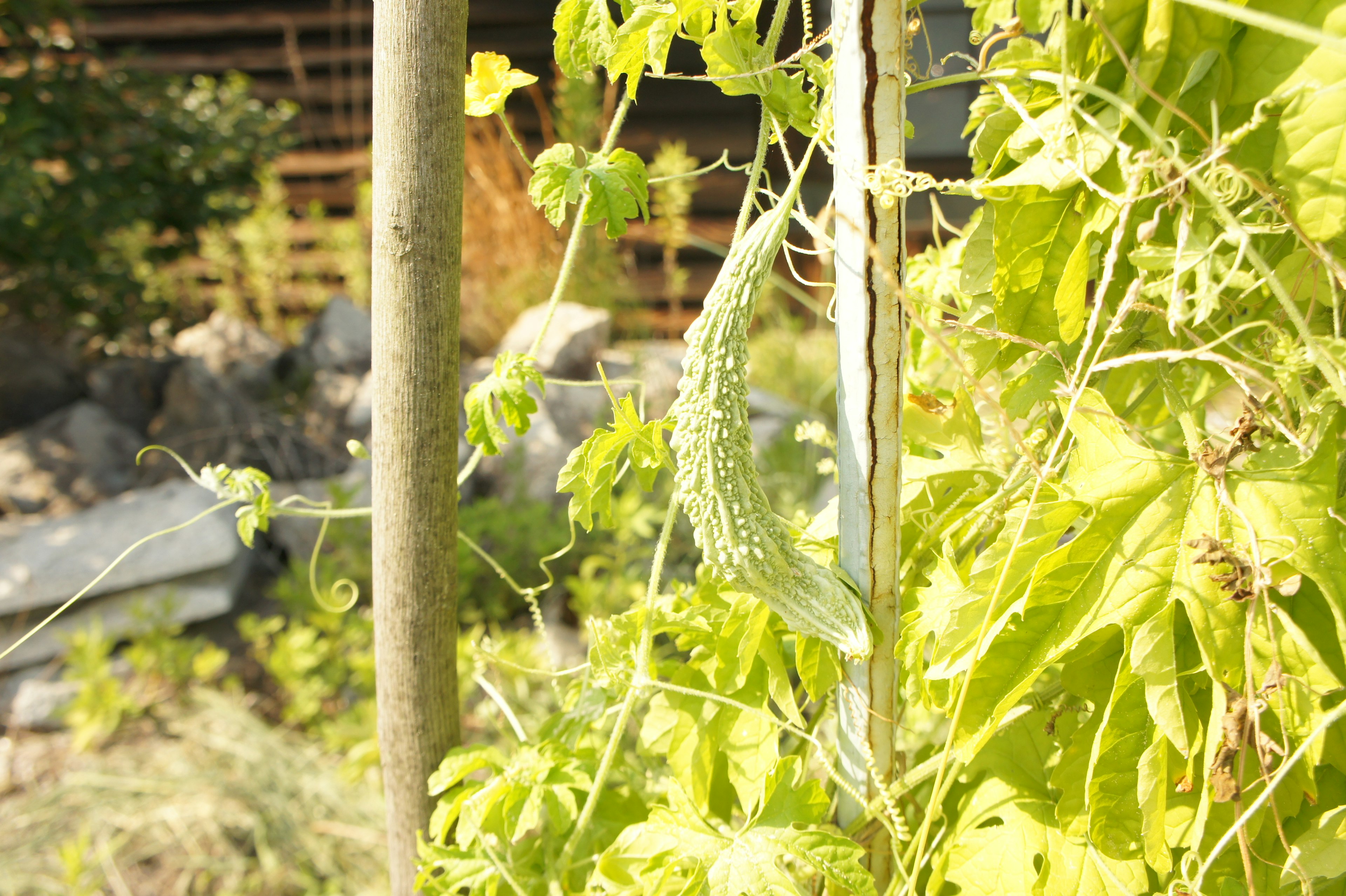 Gros plan d'une plante verte avec des feuilles et des vrilles sur fond de pierres