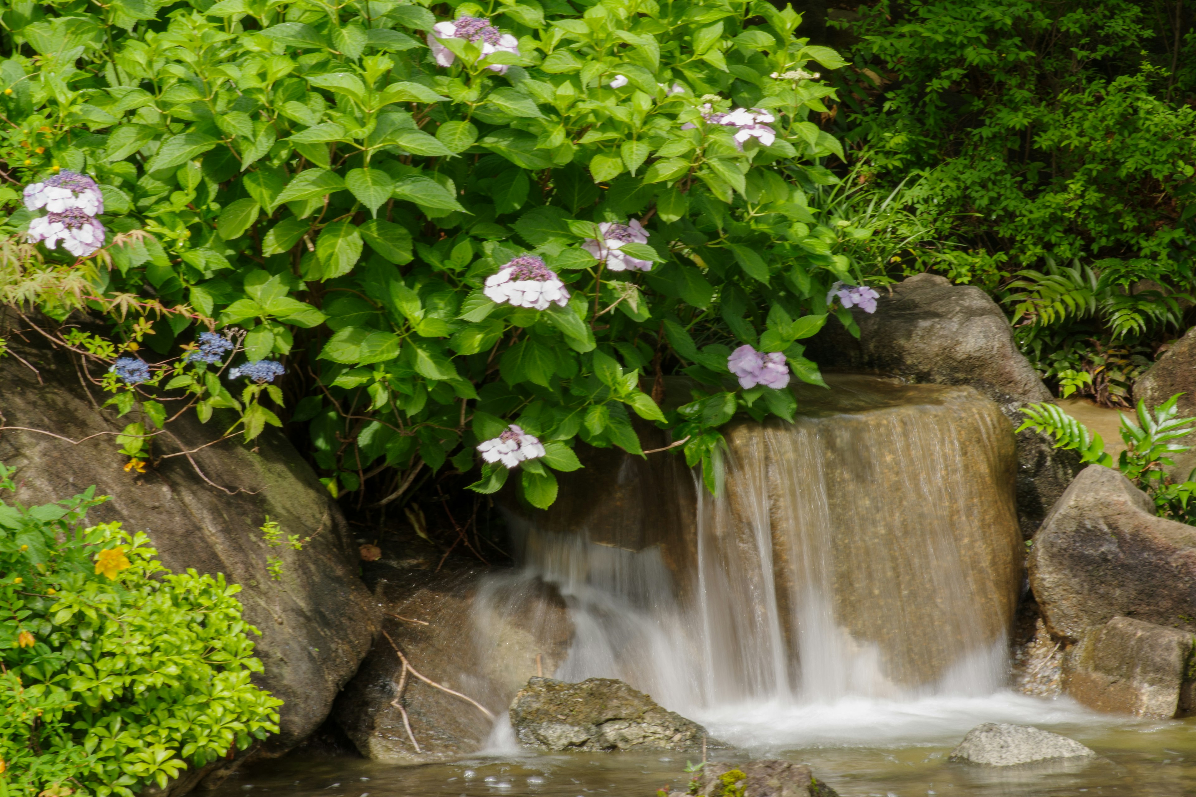 美しい滝と緑豊かな植物がある風景　紫色の花が咲いている