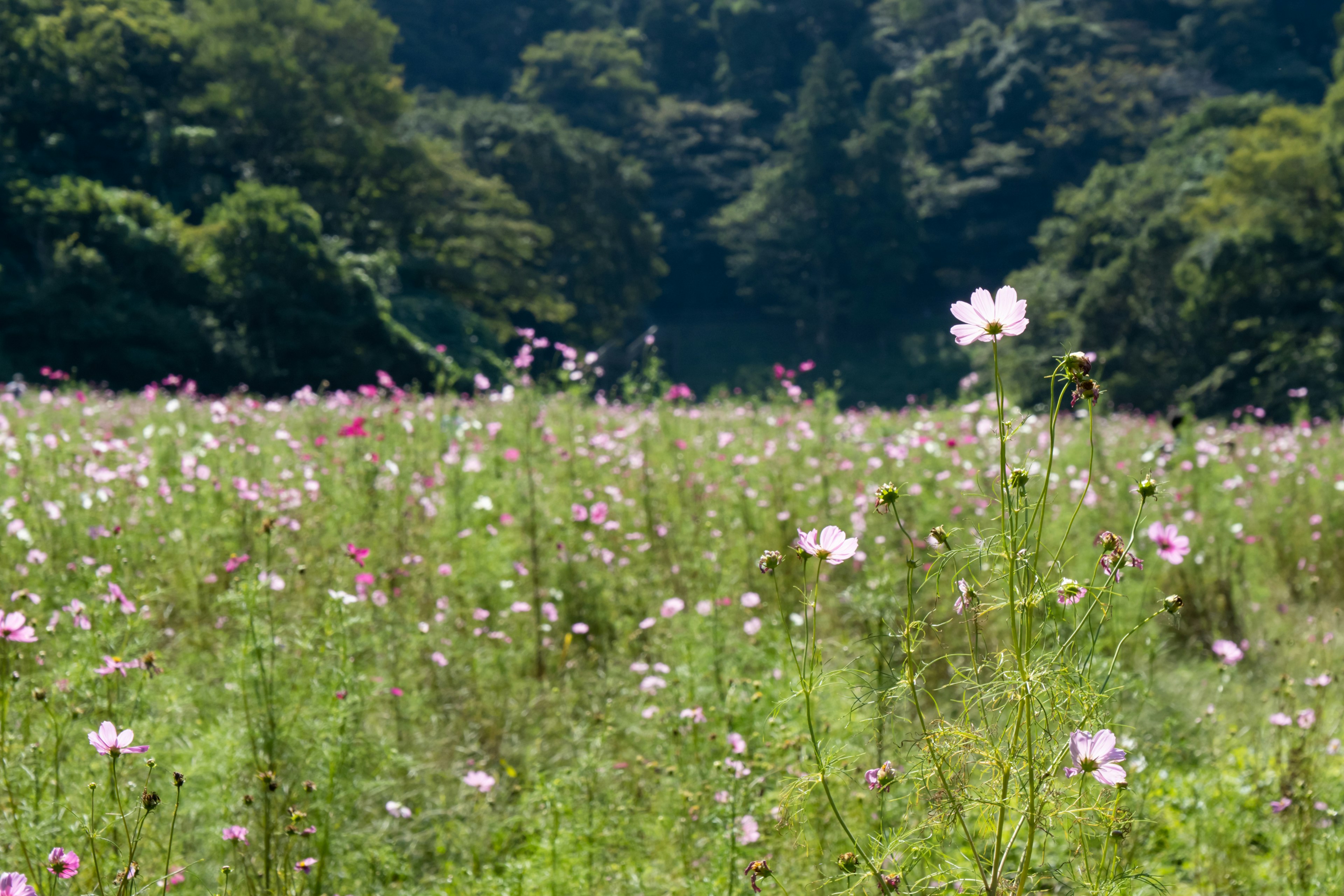 Fleurs de cosmos en fleurs dans un pré sous un ciel bleu avec de la verdure