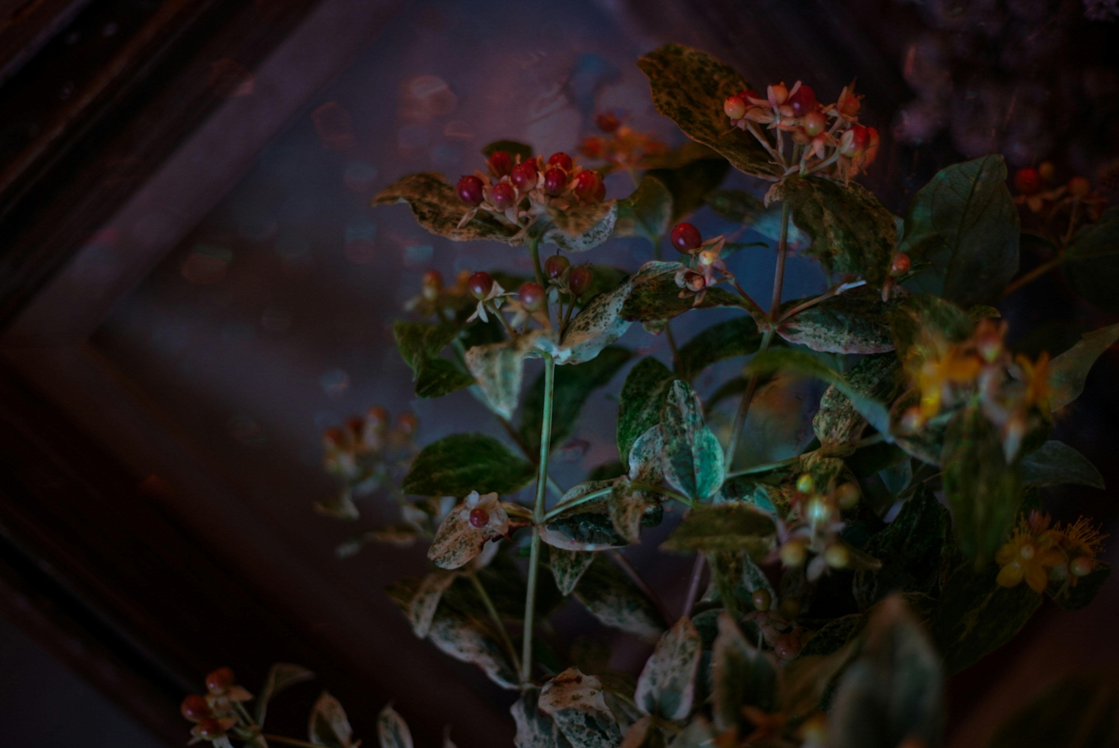 鮮やかな花と緑の葉を持つ植物のクローズアップ写真暗い背景に映える色合い