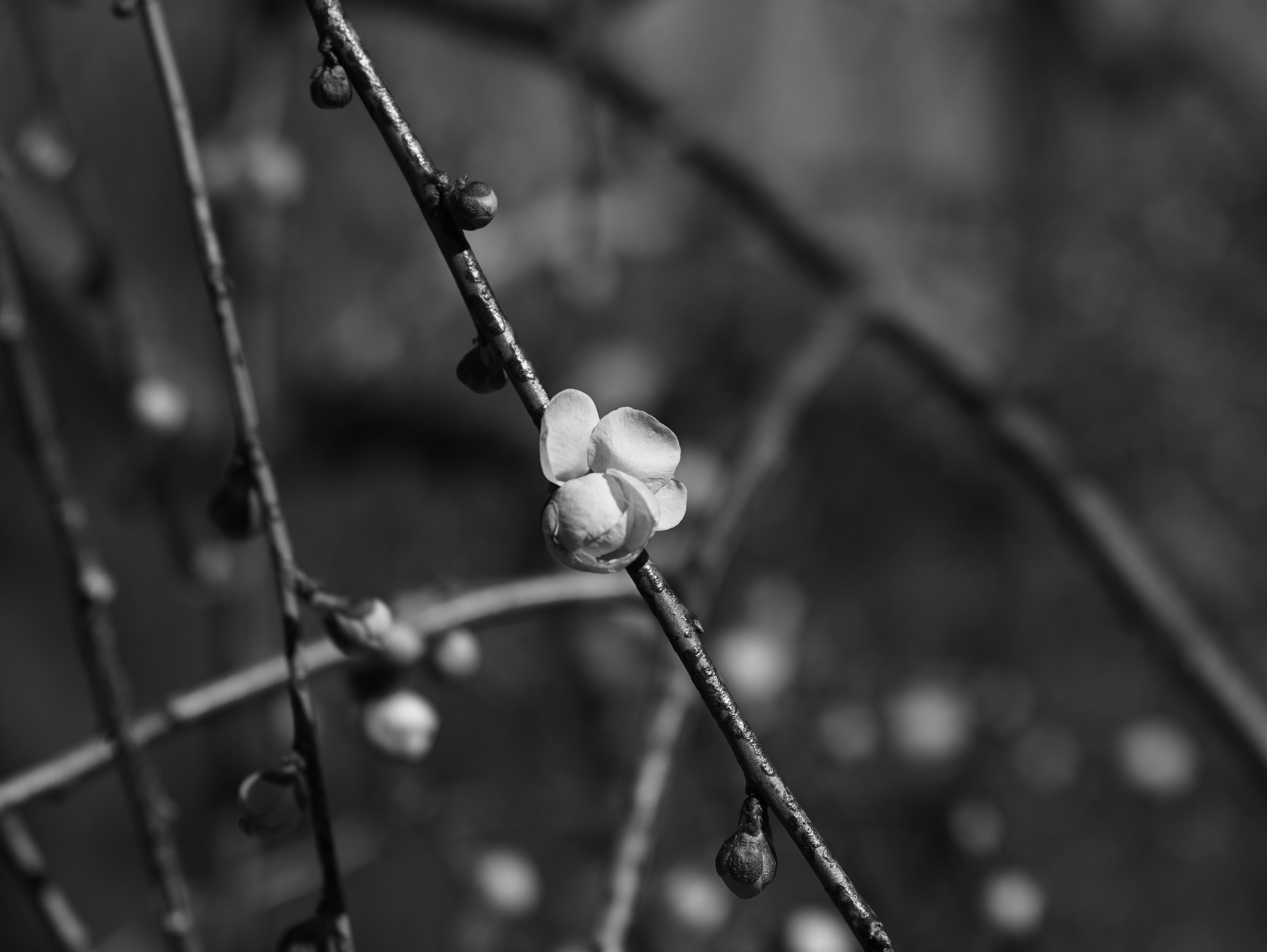 Foto en blanco y negro de una rama con flores blancas