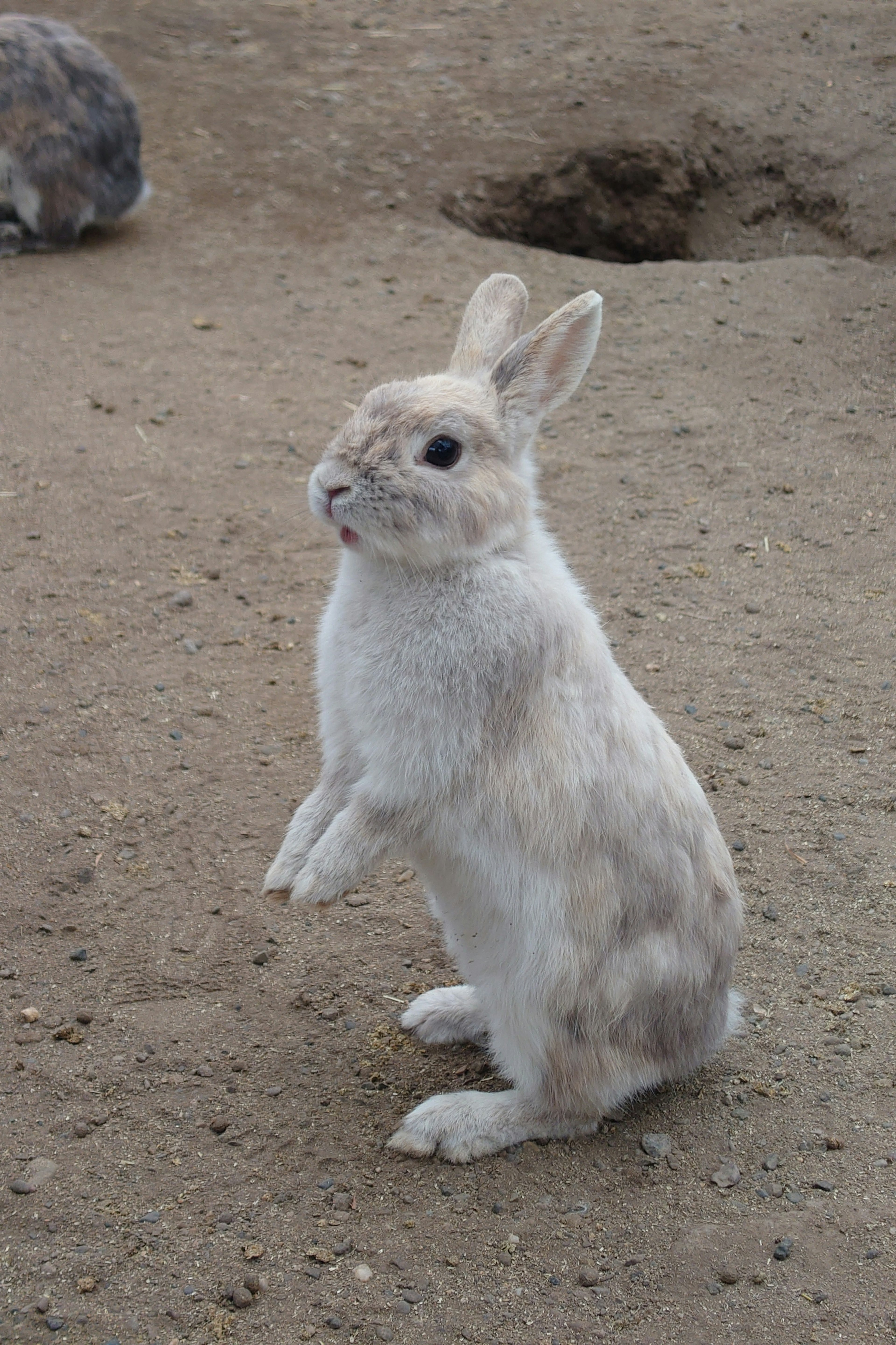 Un lapin blanc debout sur un sol sablonneux