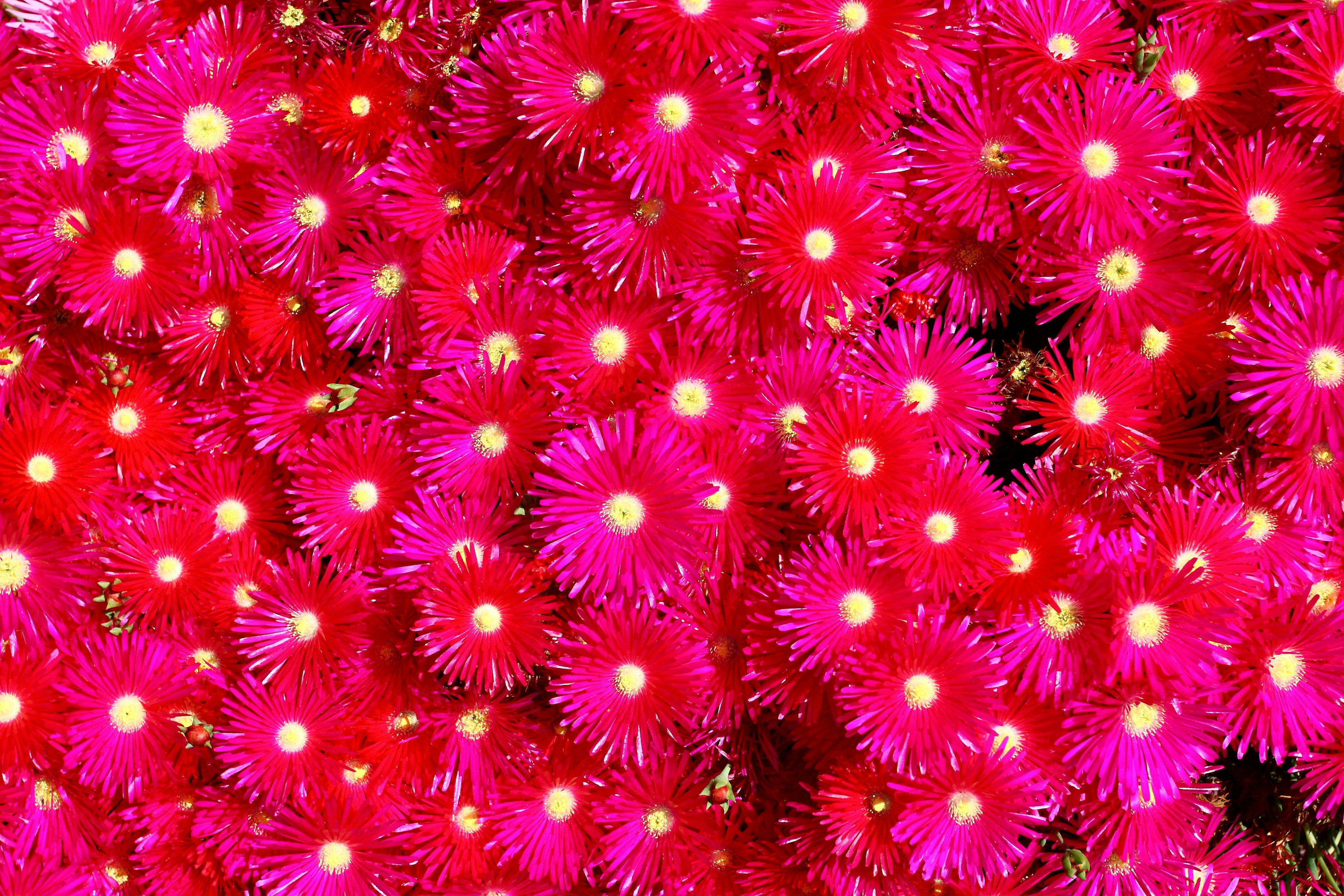 Vibrant pink flowers densely clustered together