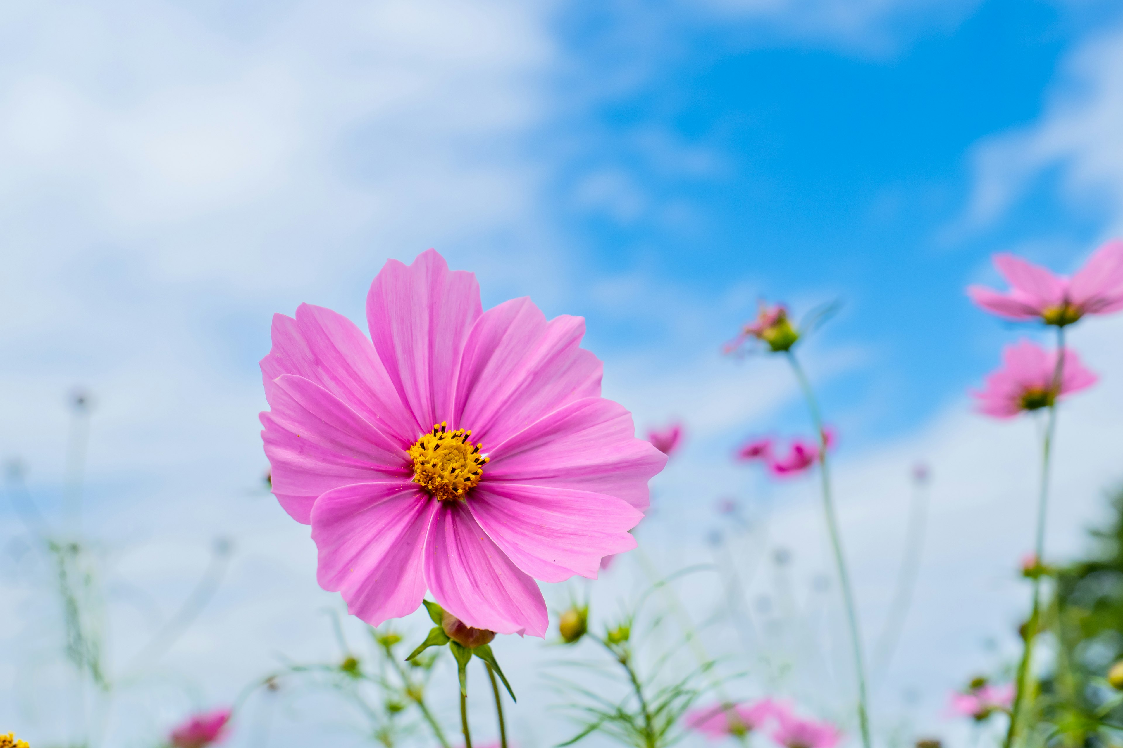 Pink cosmos flower blooming under a blue sky