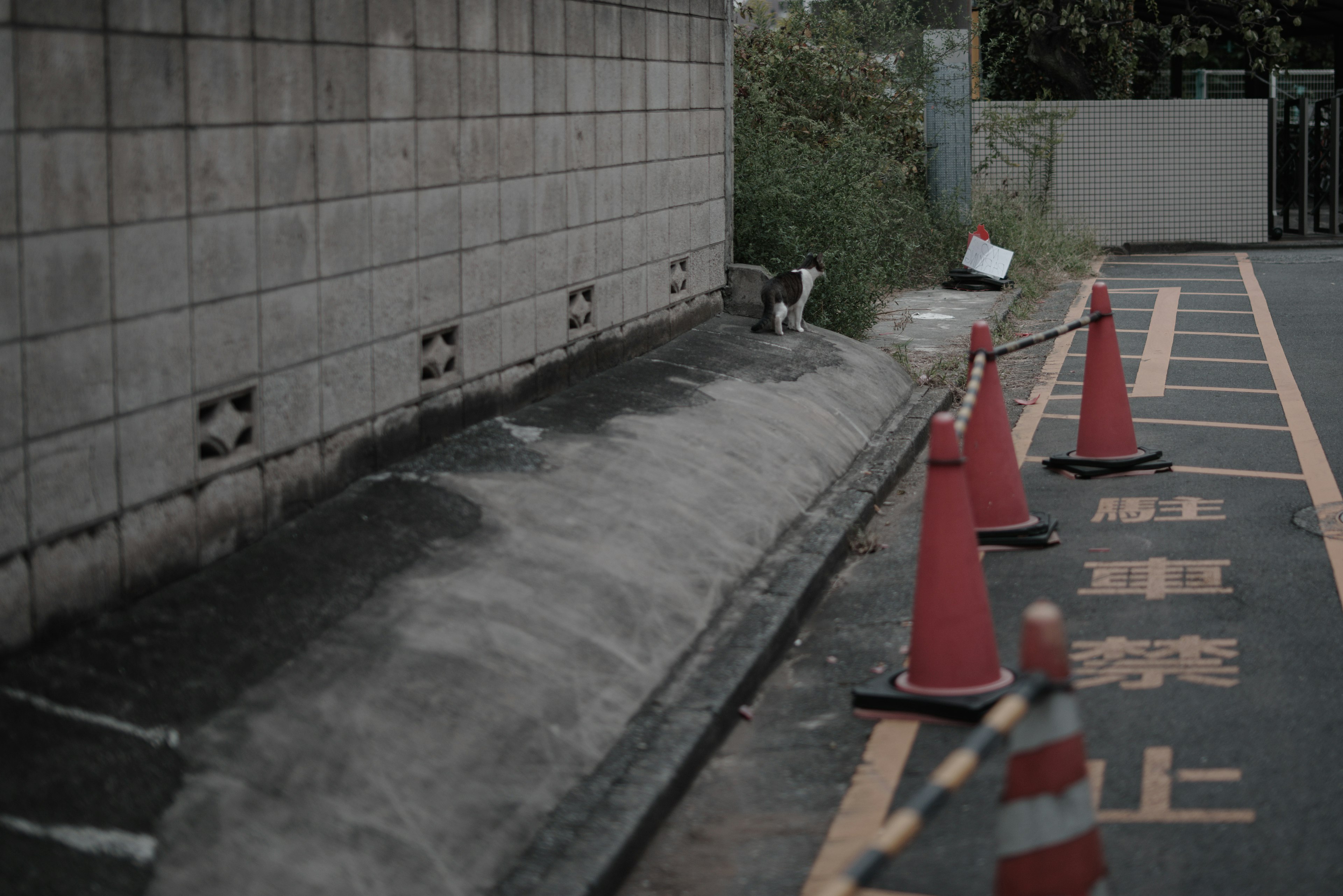 Immagine di un'area di costruzione con una strada pavimentata e vegetazione circostante