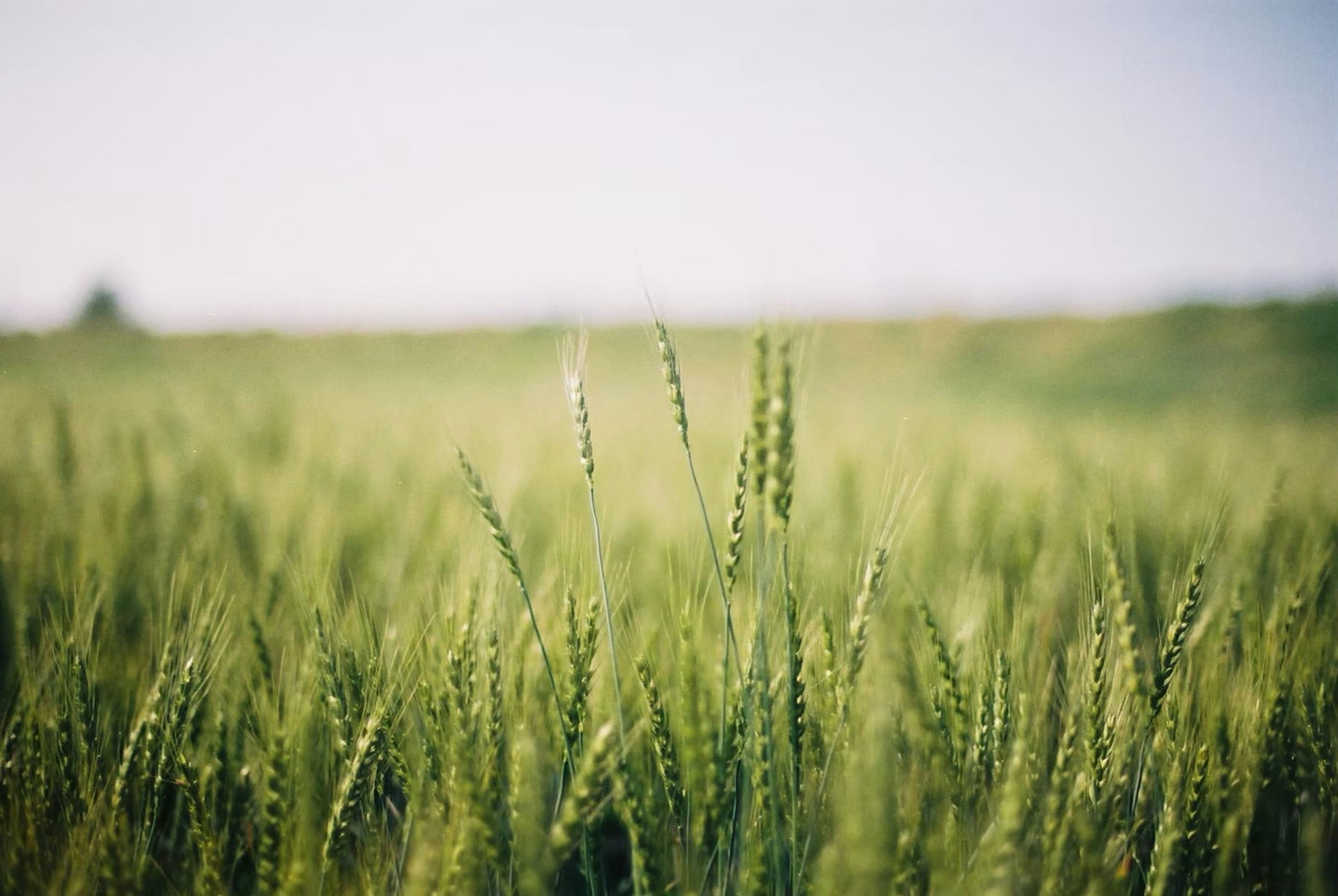 Primo piano di un campo di grano verde lussureggiante