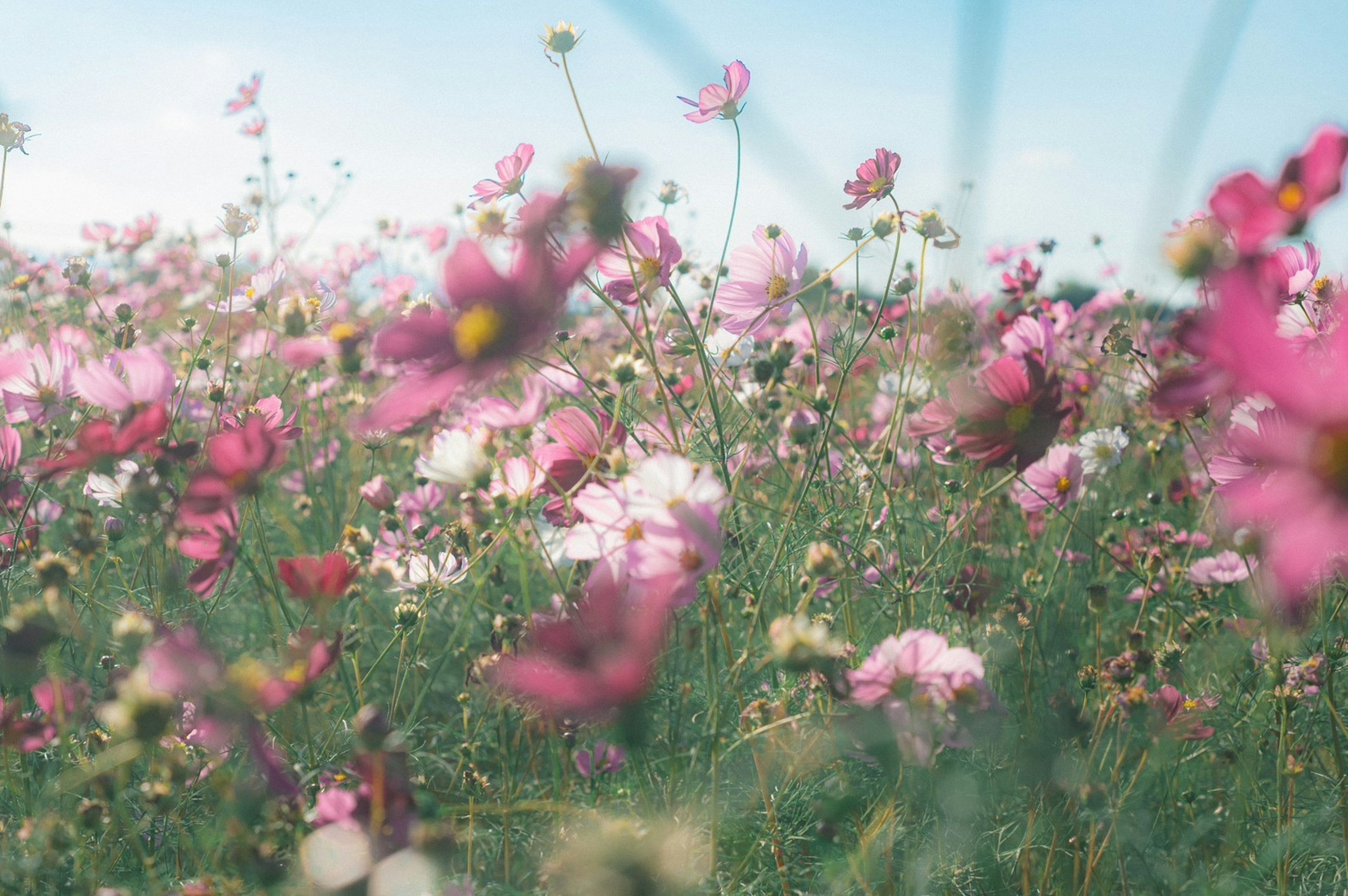 色とりどりの花が咲き誇る風景