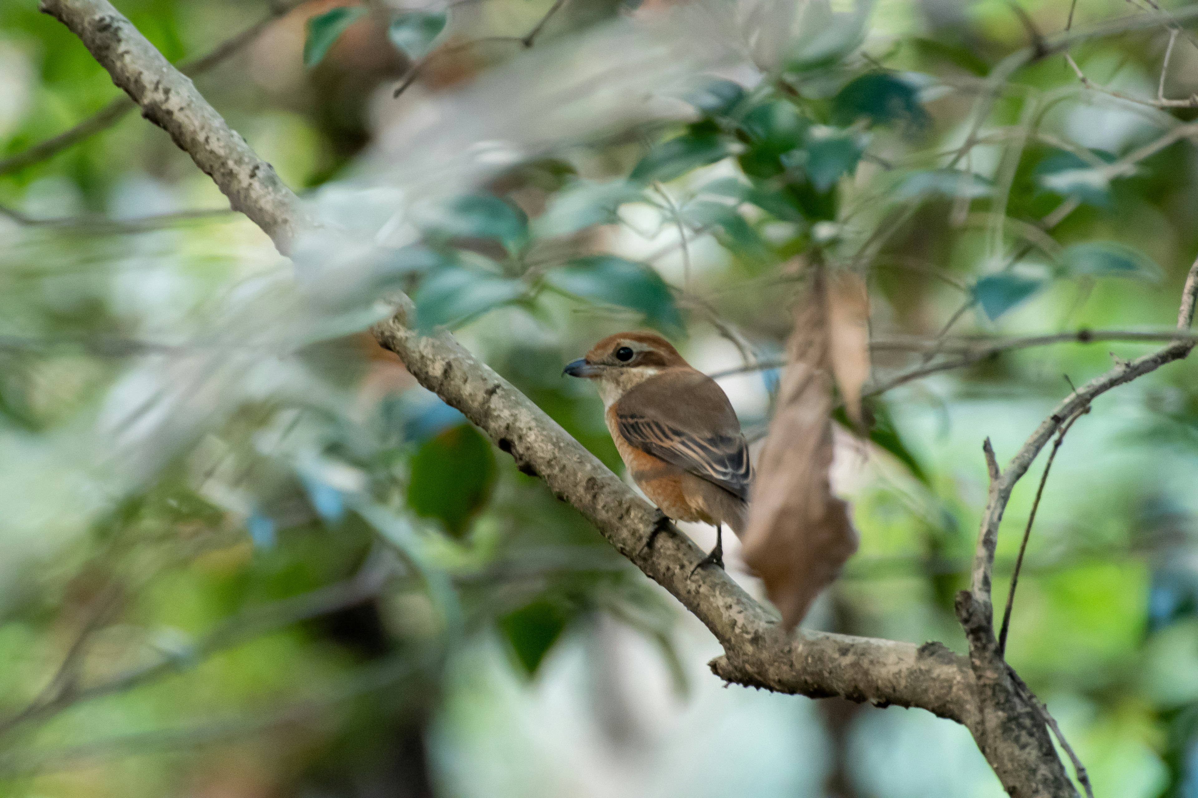 Un piccolo uccello appollaiato su un ramo in un ambiente verdeggiante