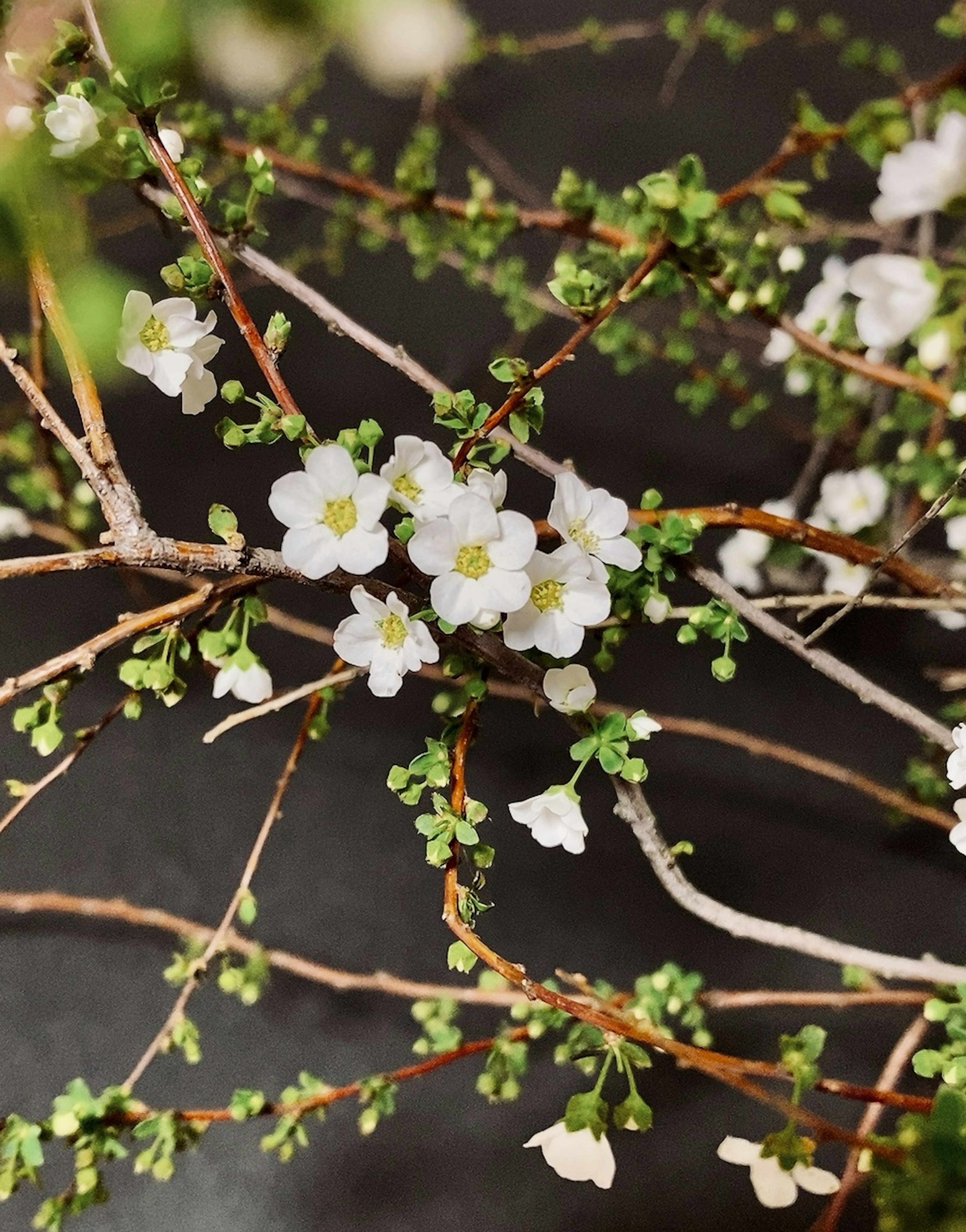 Close-up of thin branches with white flowers and green leaves