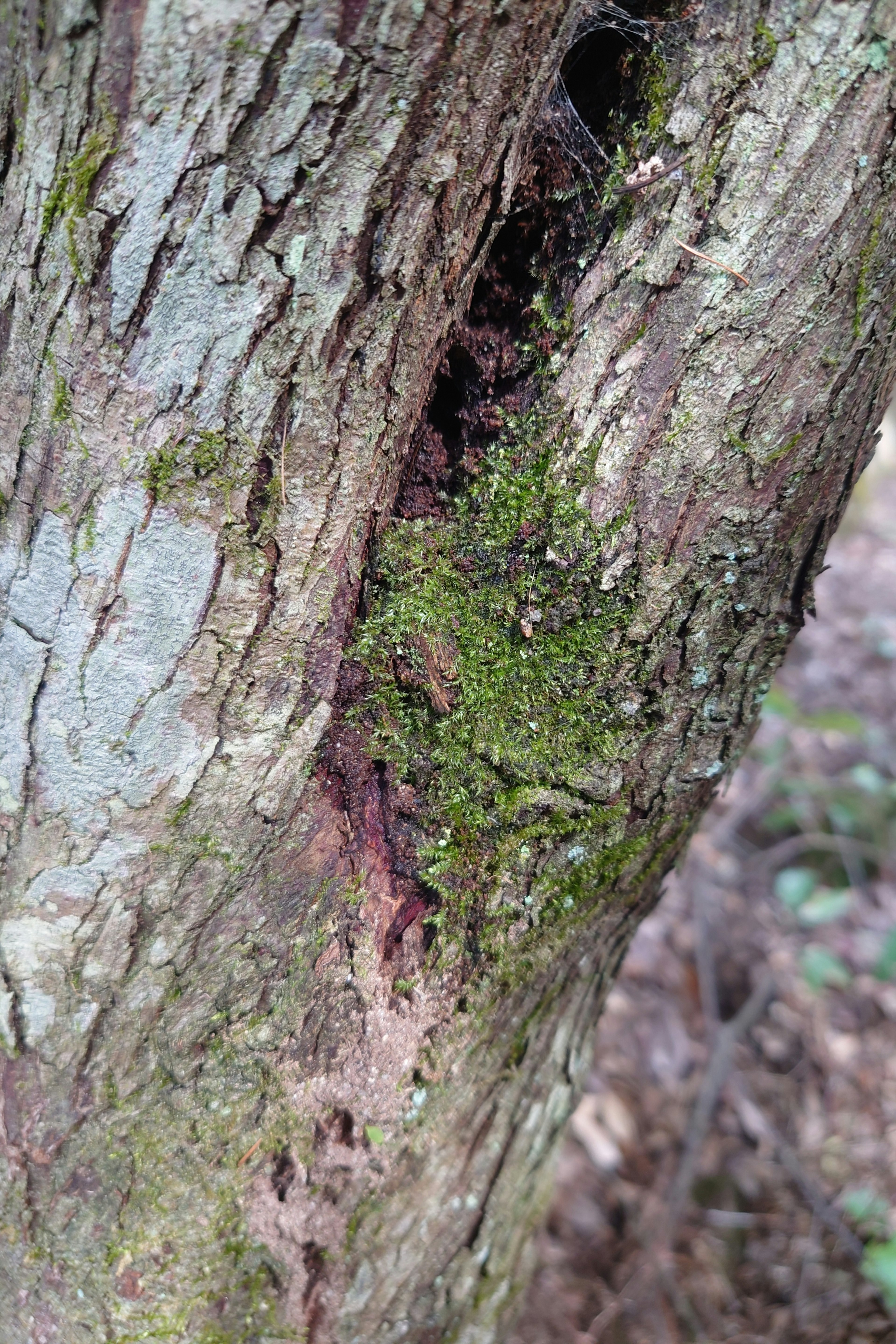 樹の幹に生える苔と割れ目のある木の表面