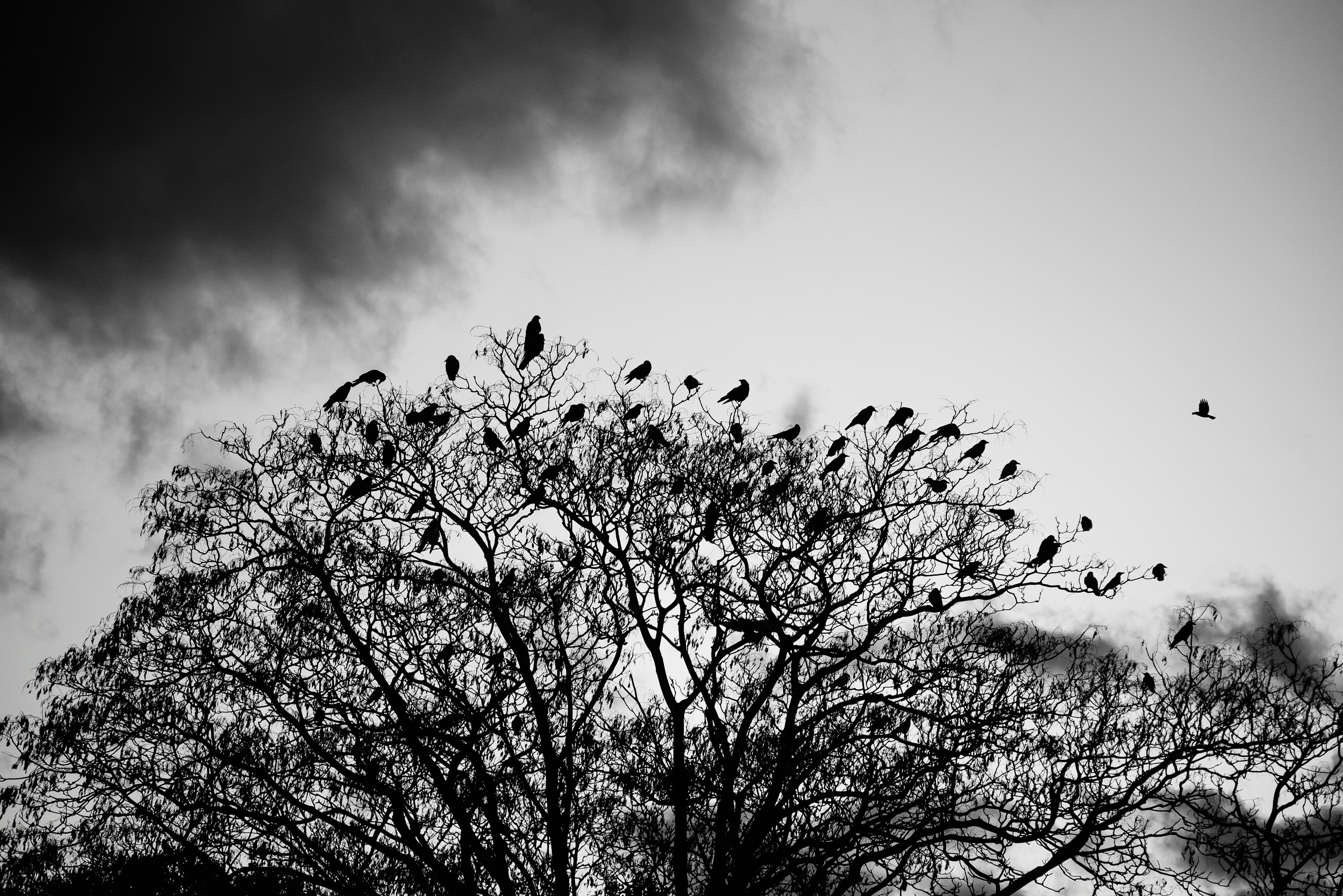 木の上に集まる鳥たちのシルエットと暗い空