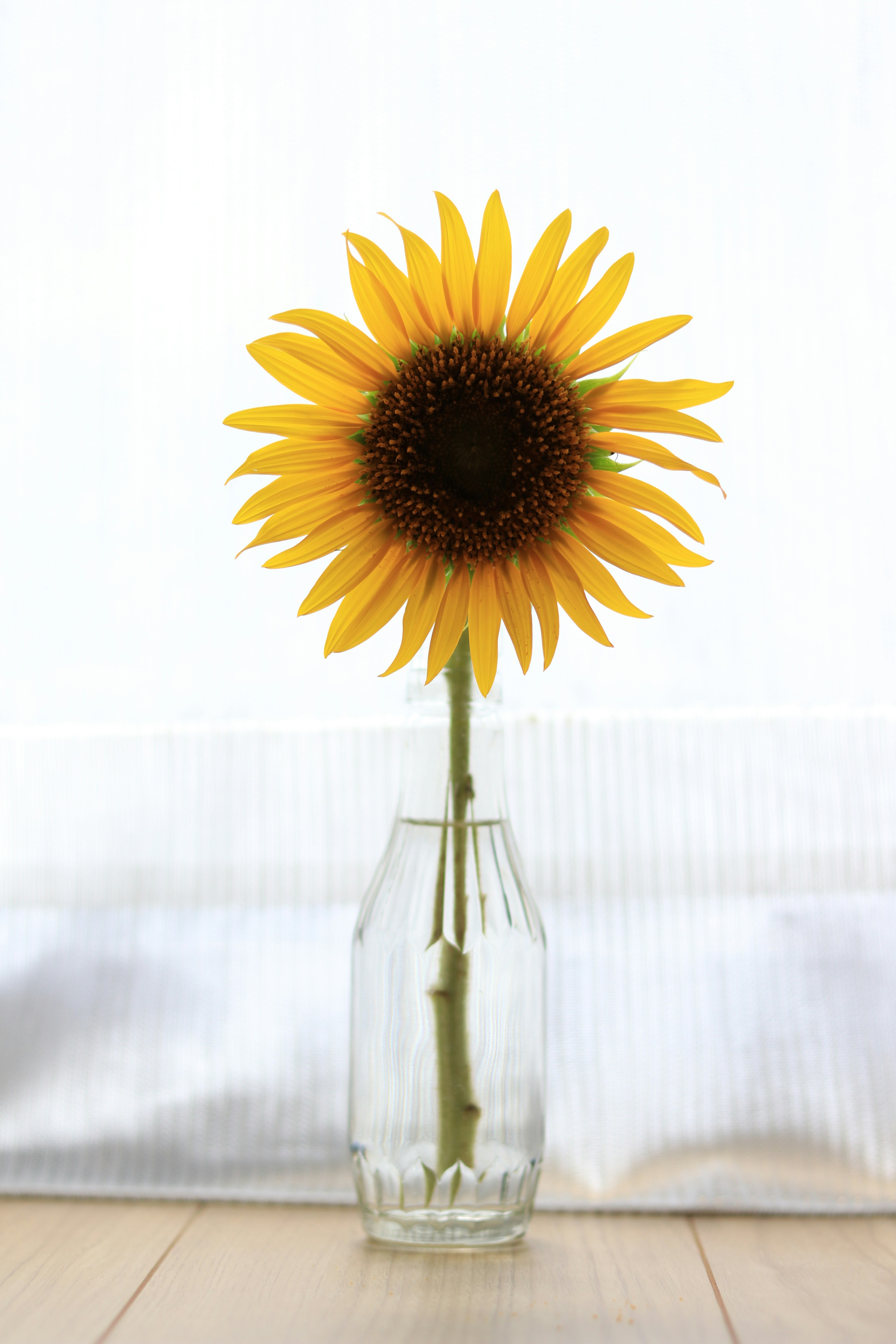 A vibrant sunflower in a clear vase with a simple background