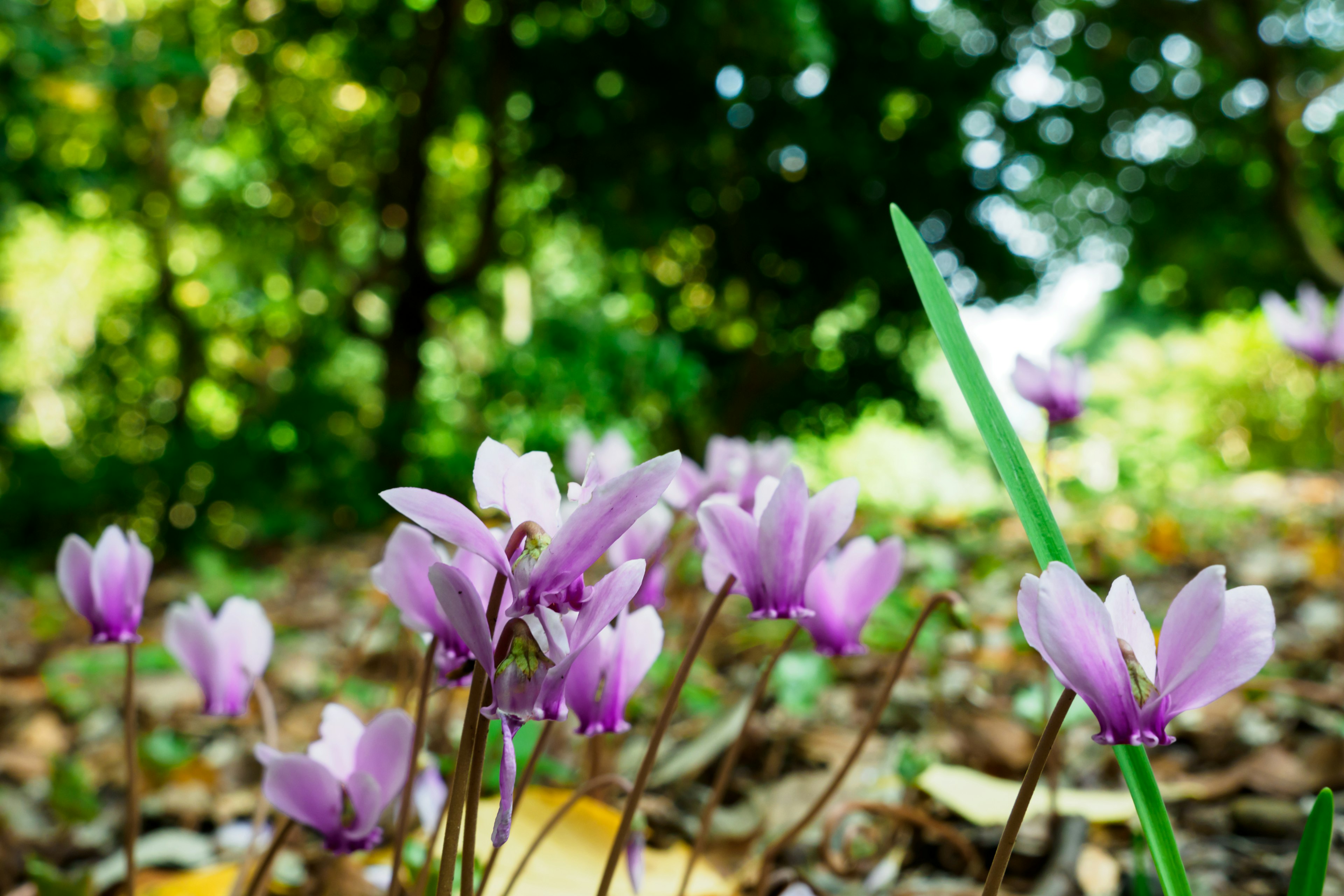 Lila Blumen blühen vor grünem Hintergrund mit gefallenen Blättern