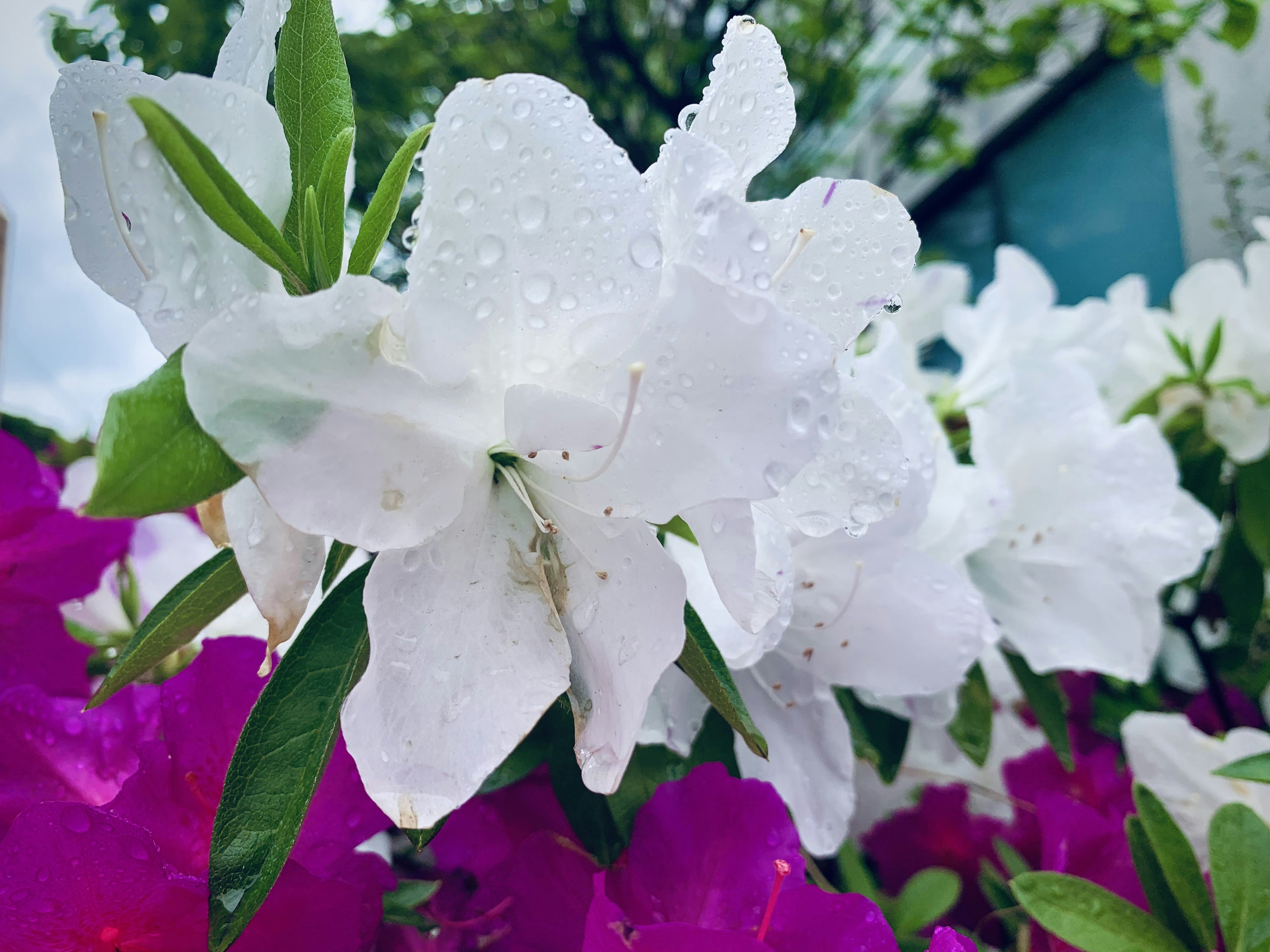 Weiße und lila Blumen mit Regentropfen