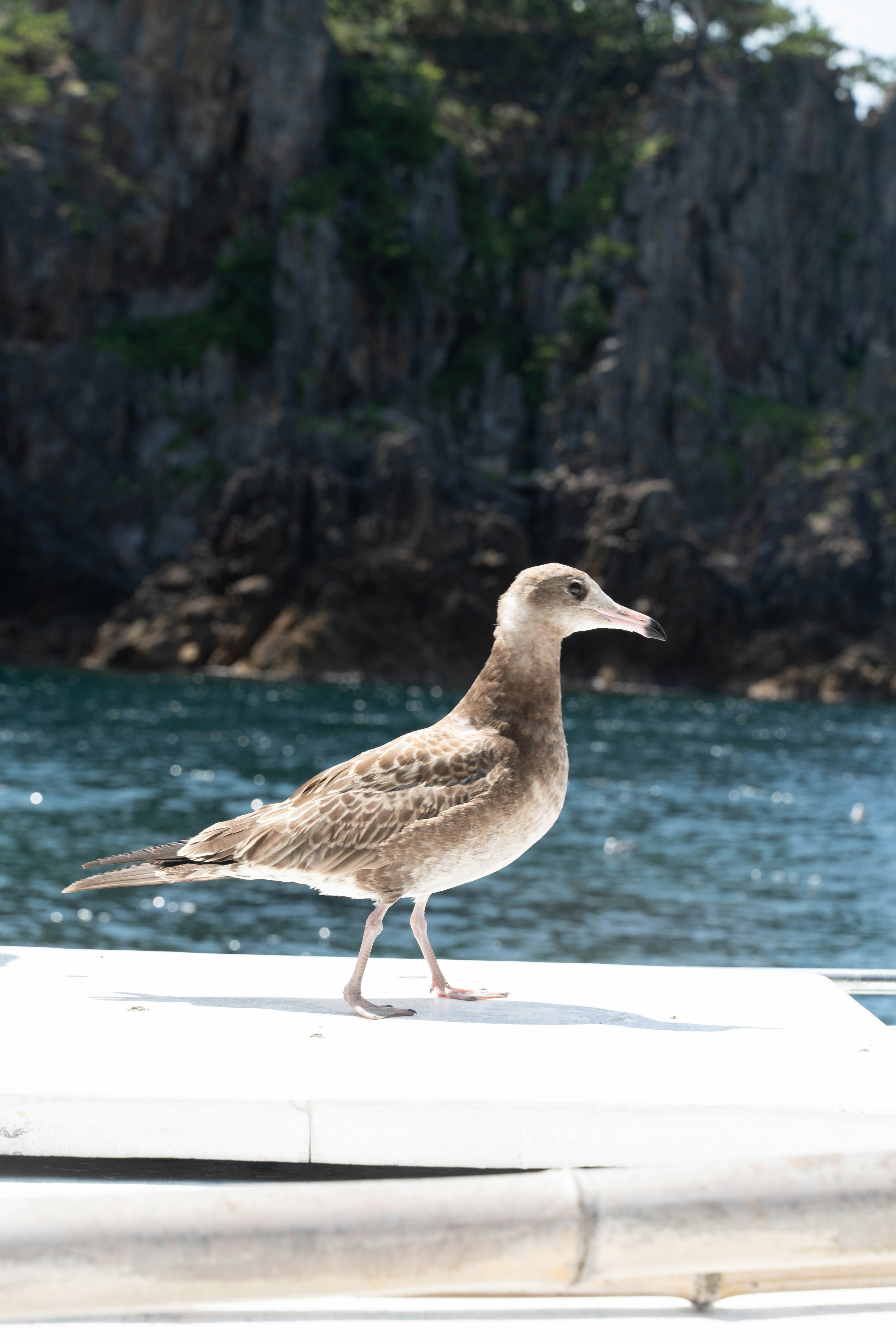 Una gaviota joven de pie cerca del océano