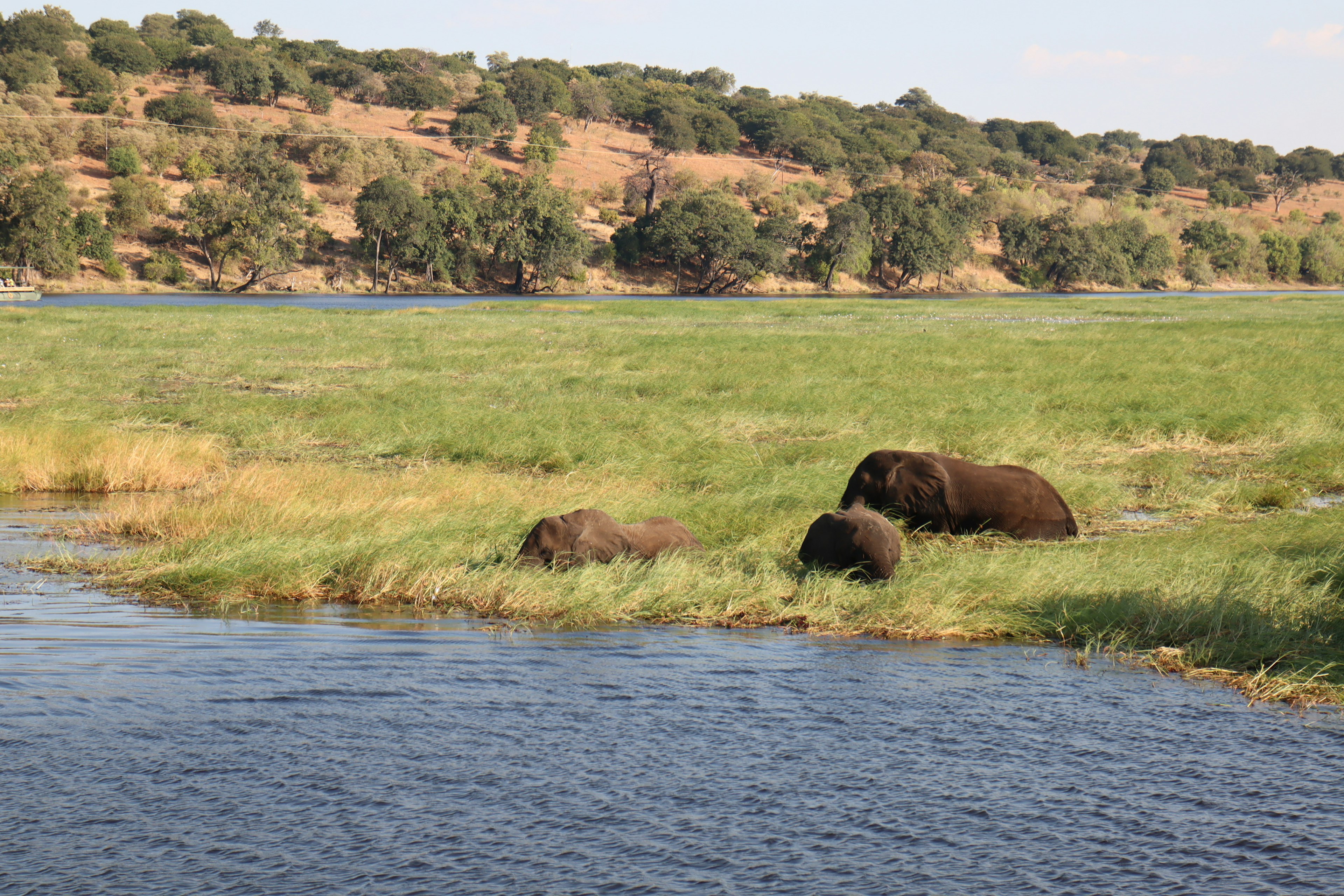 Herd of elephants drinking water by the river in a lush green landscape