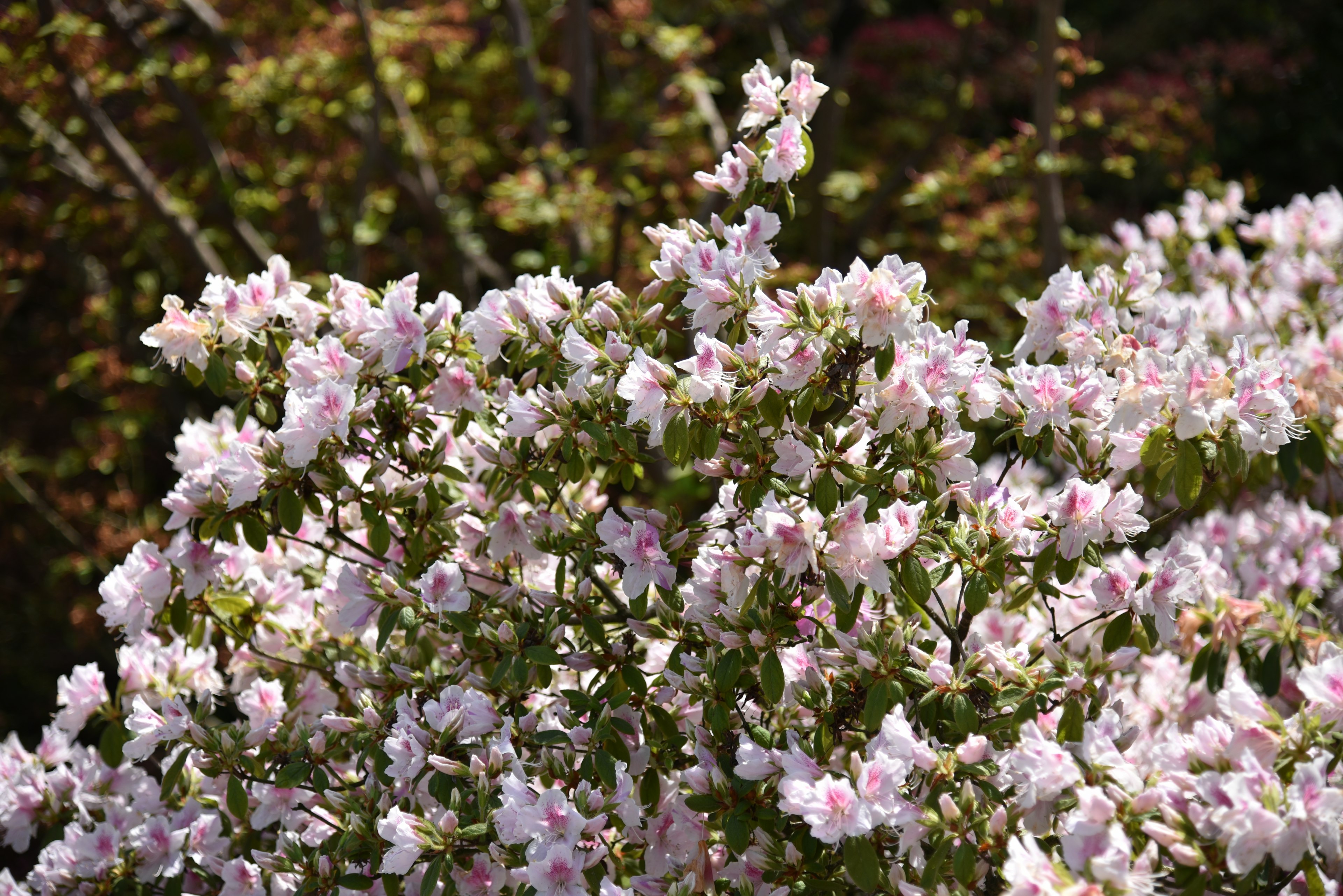 Gros plan sur des branches avec des fleurs roses pâles