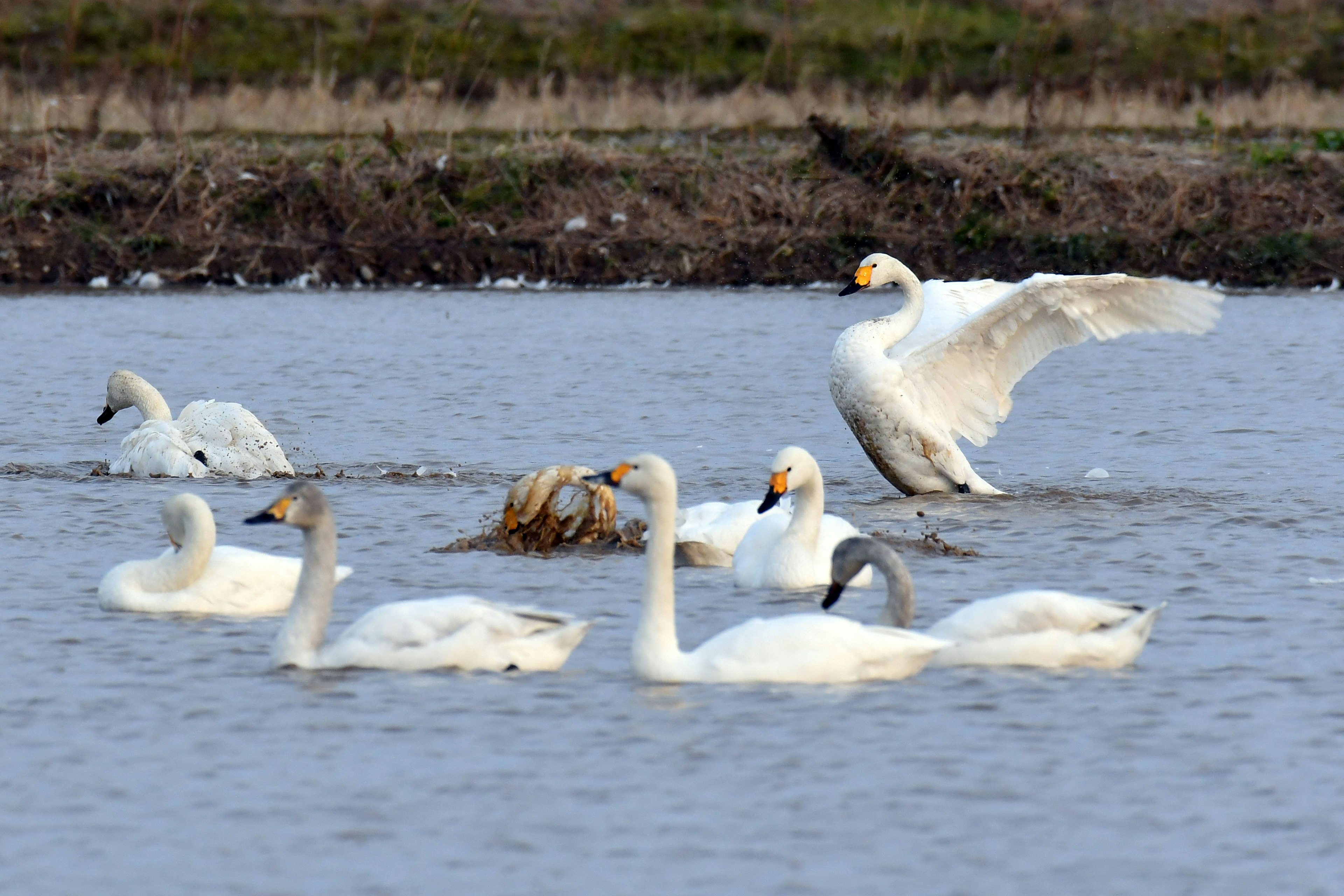 Une scène de cygnes nageant dans l'eau avec un cygne déployant ses ailes