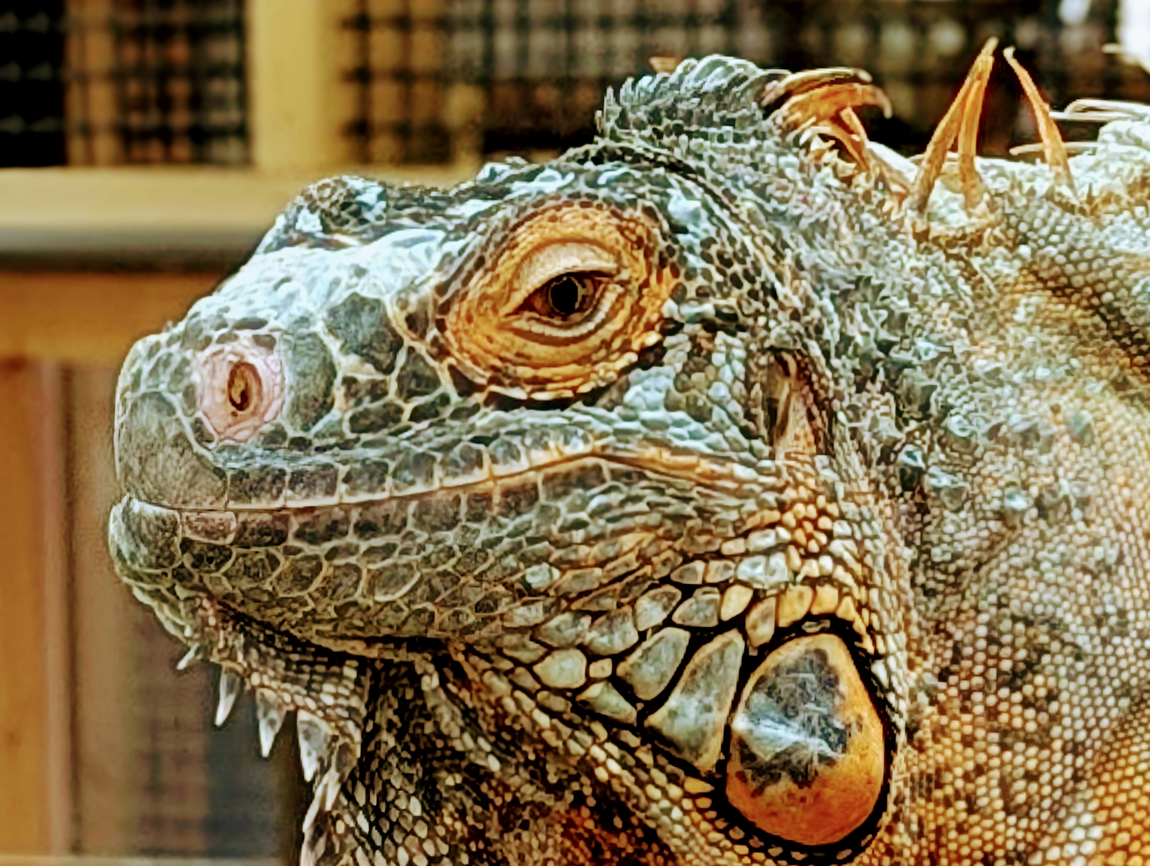 Close-up of an iguana's face showcasing intricate scales and unique patterns