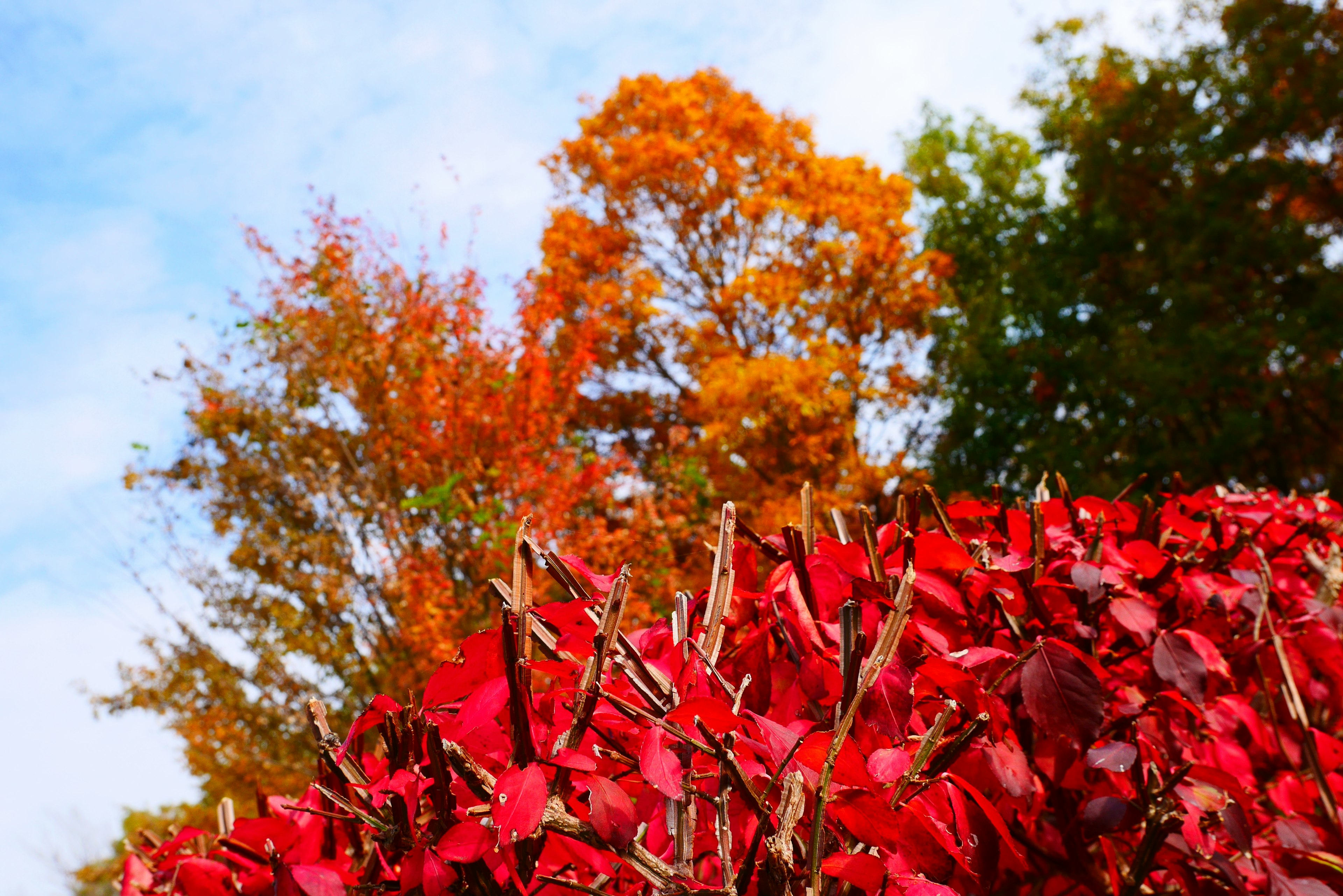 Lebendige rote Blätter und orangefarbene Bäume in einer Herbstlandschaft