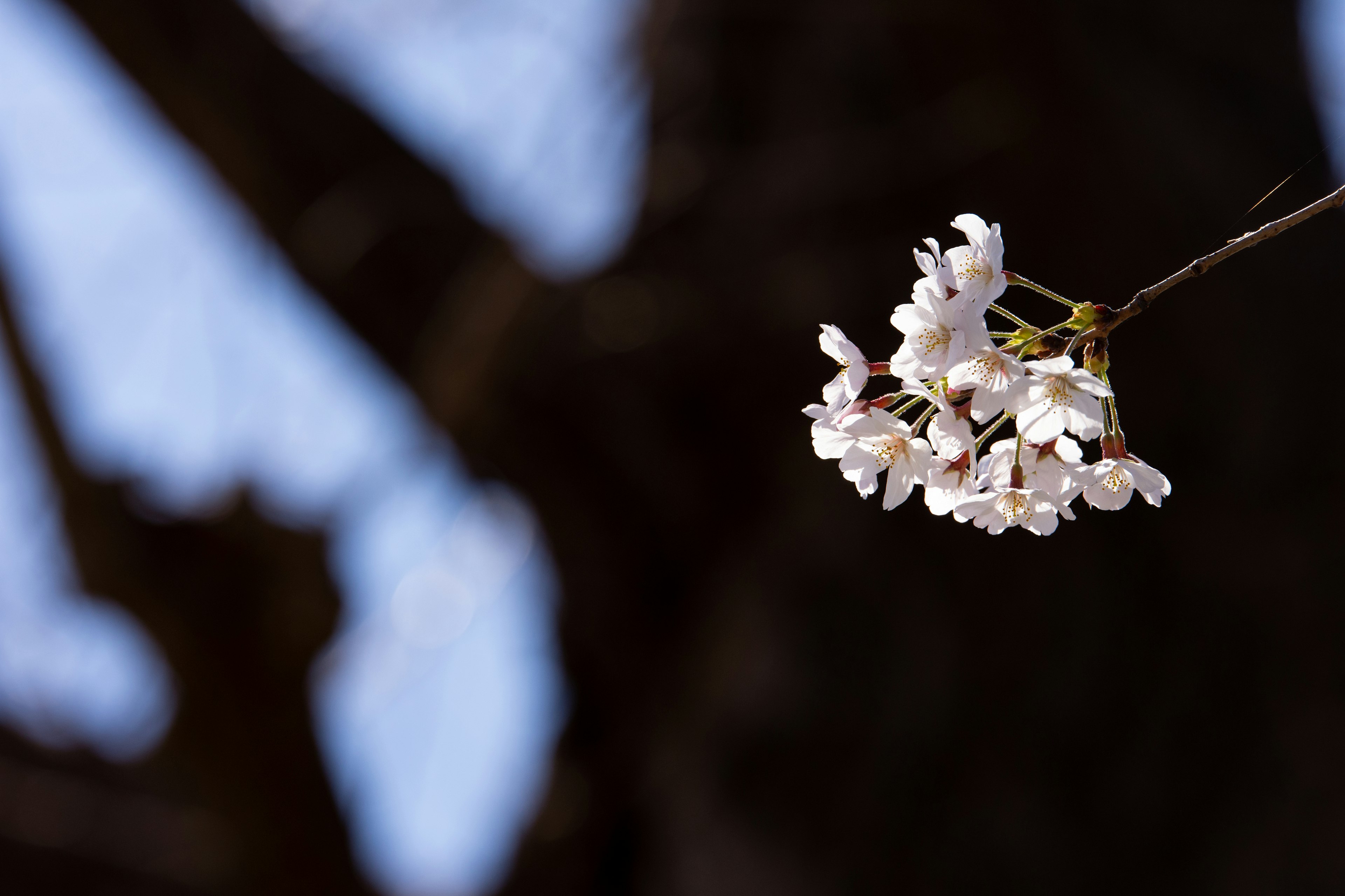 Close-up of cherry blossoms on a branch with blurred tree background