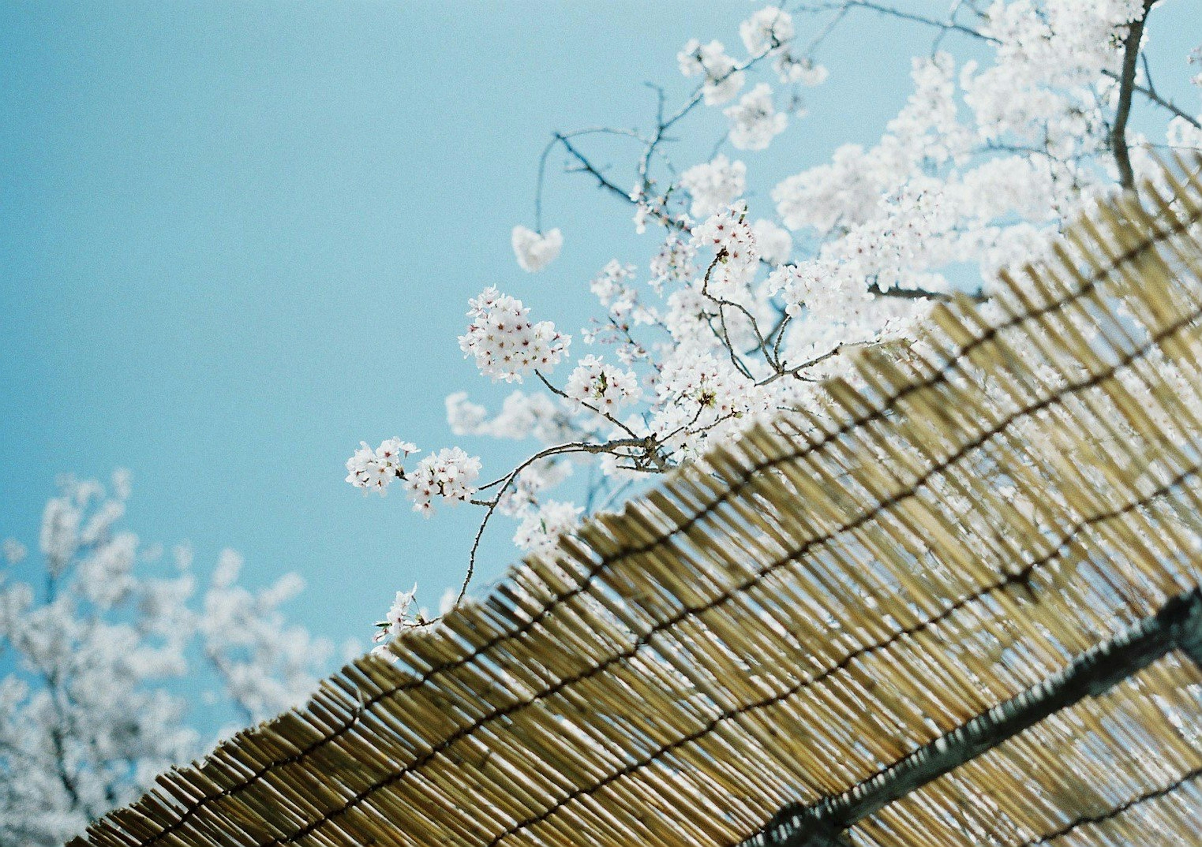 Fleurs de cerisier sous un ciel bleu clair avec un toit en bambou