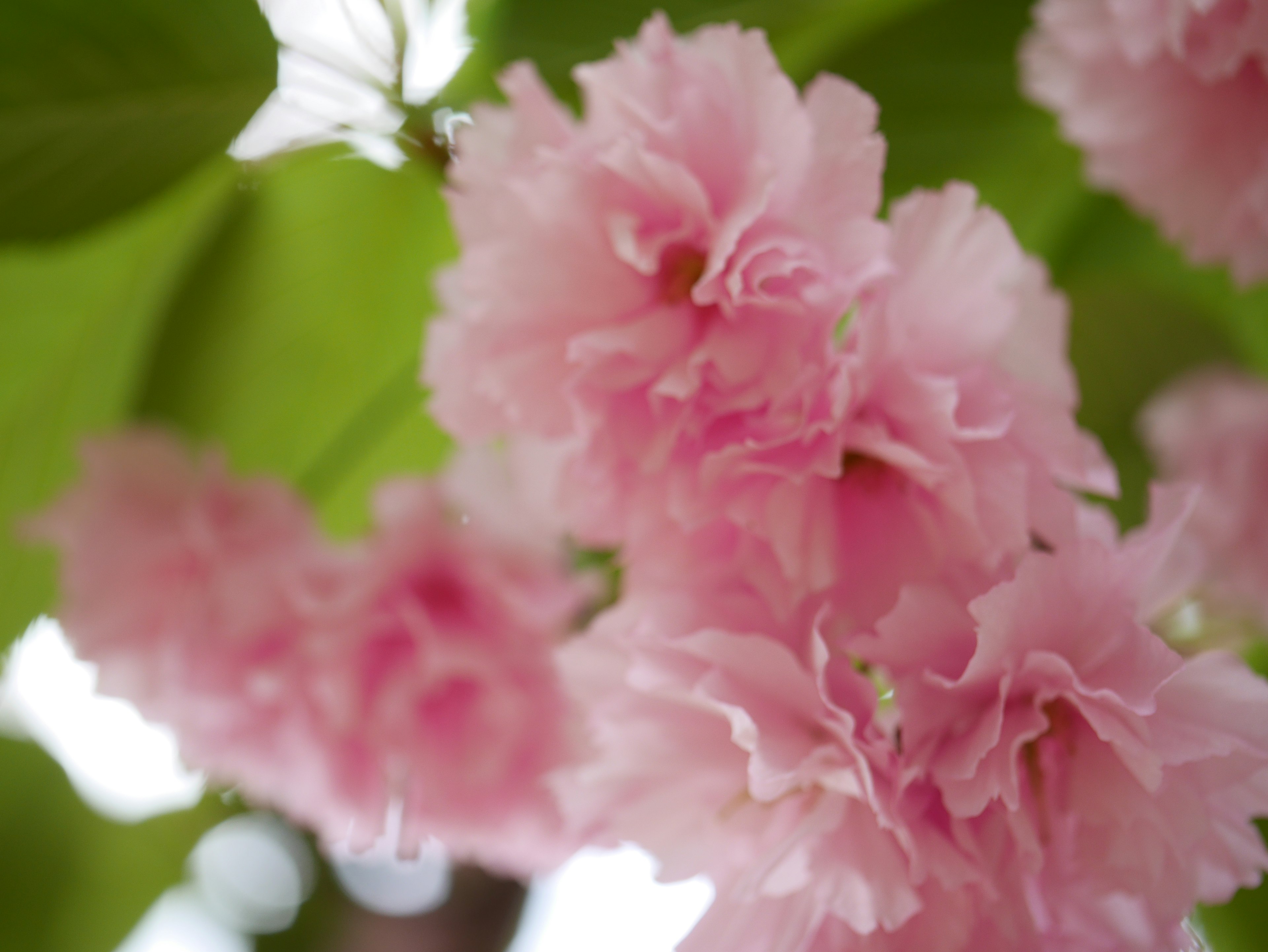 Fiori di ciliegio rosa in fiore con foglie verdi