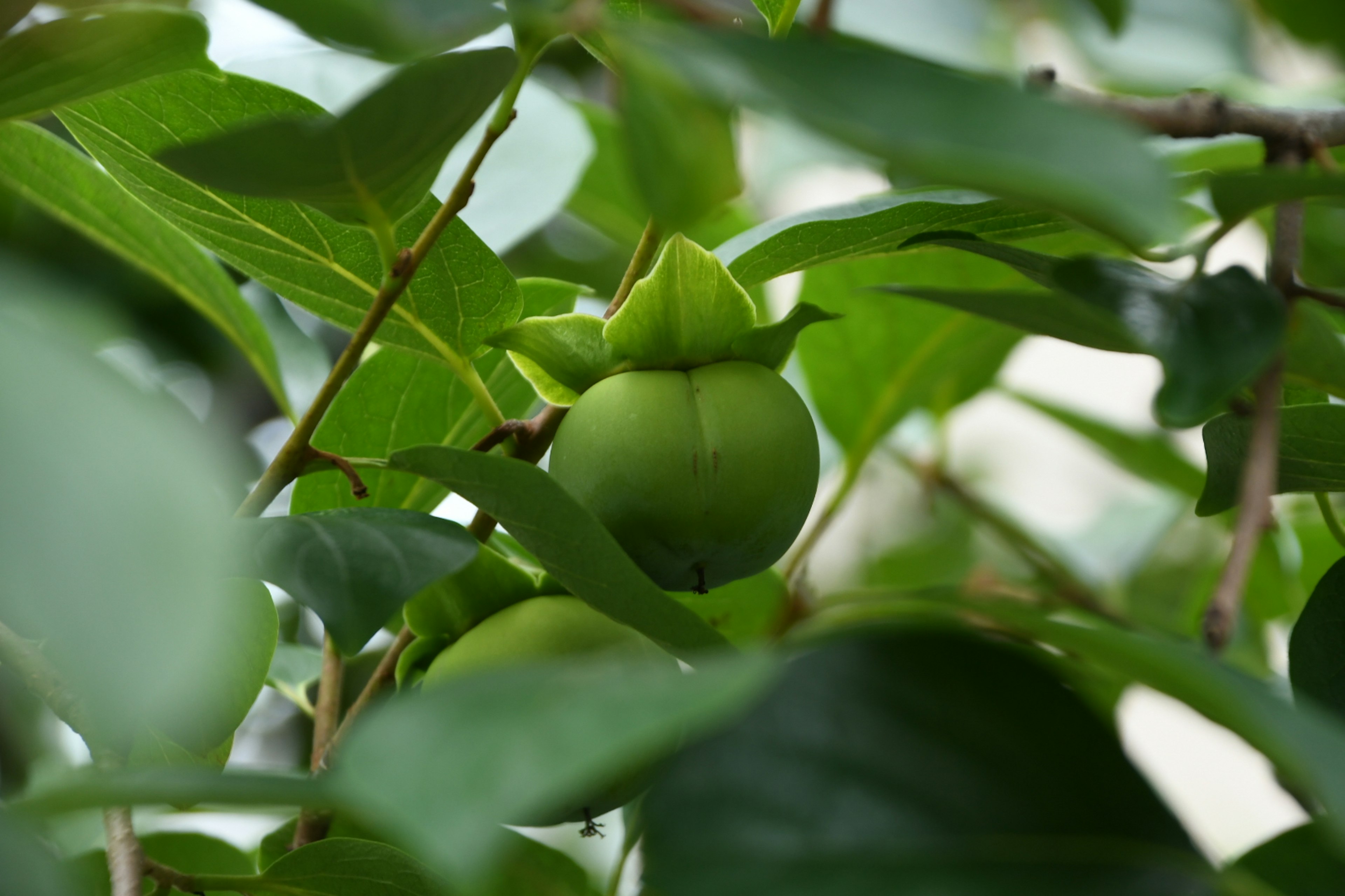 Fruit vert visible parmi les feuilles sur une branche