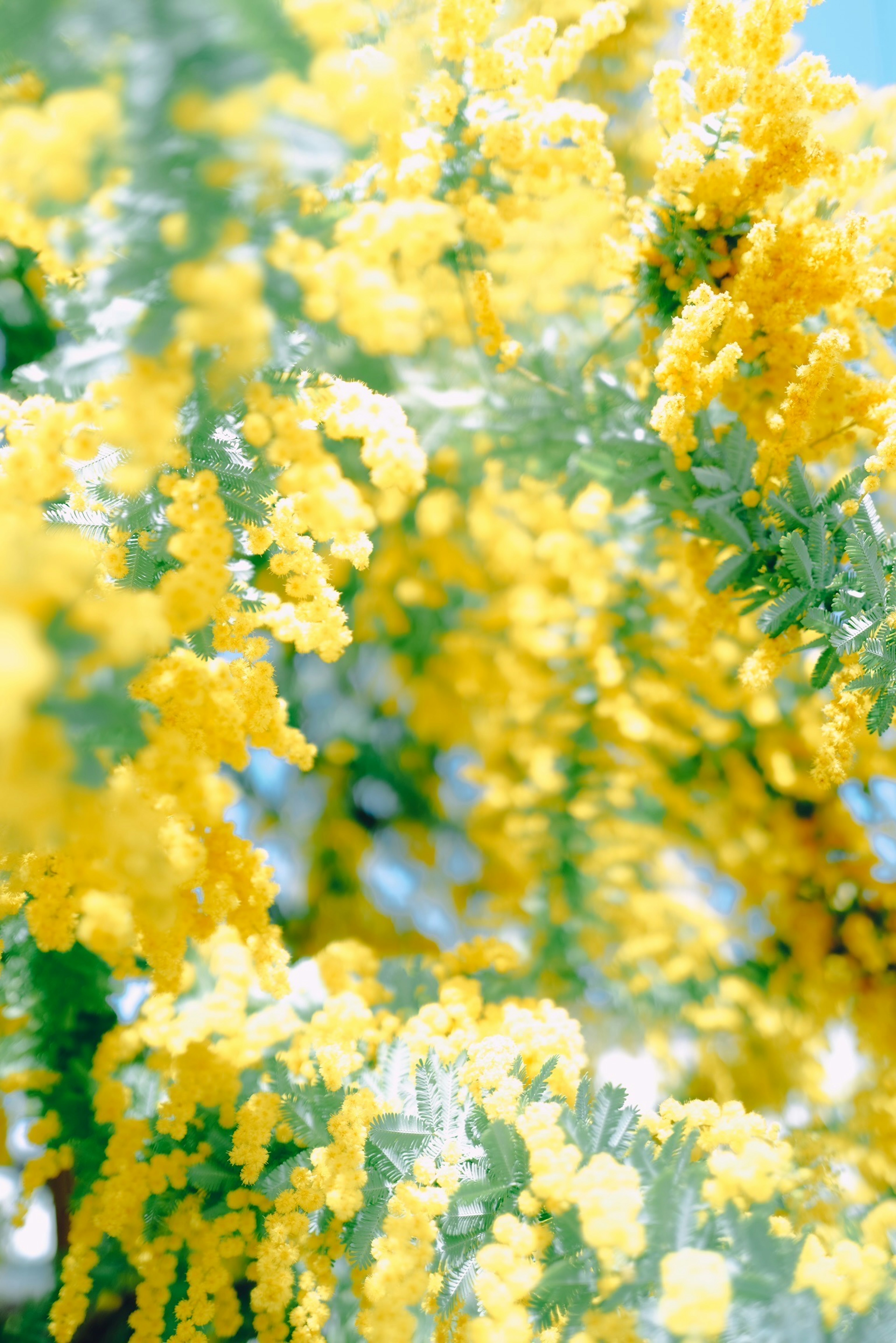 Close-up of a mimosa tree with blooming yellow flowers