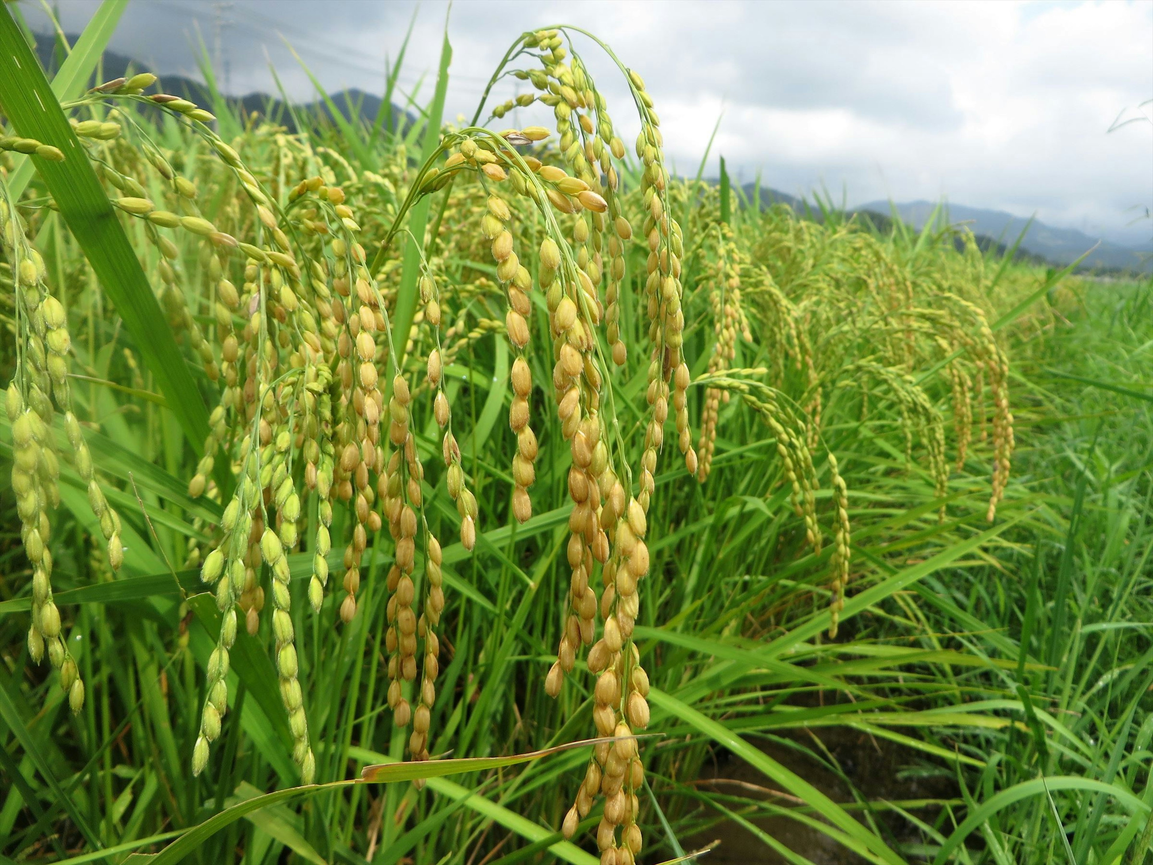 A landscape of green rice fields with ripening rice grains