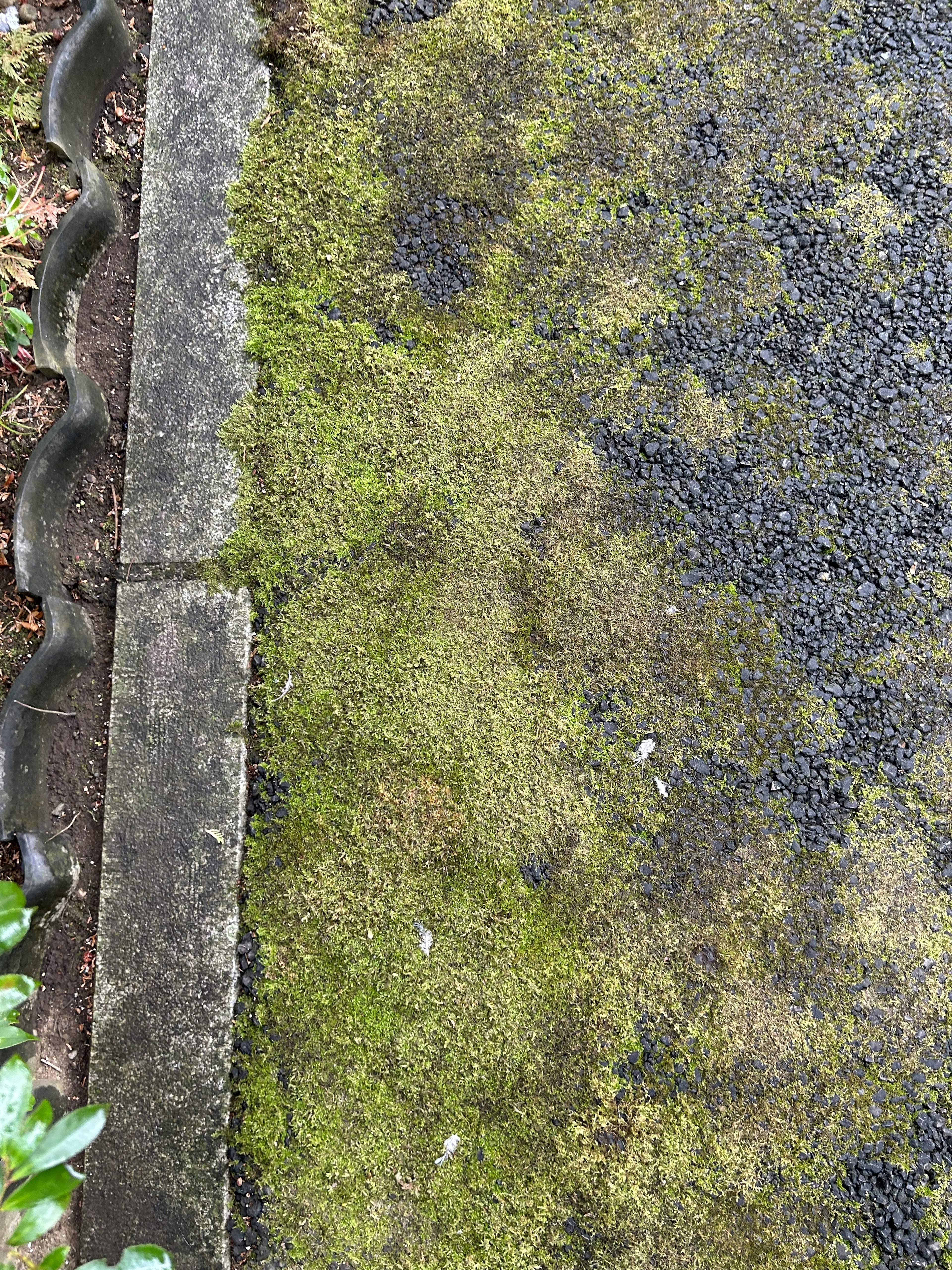 Moss-covered pavement with a concrete edge