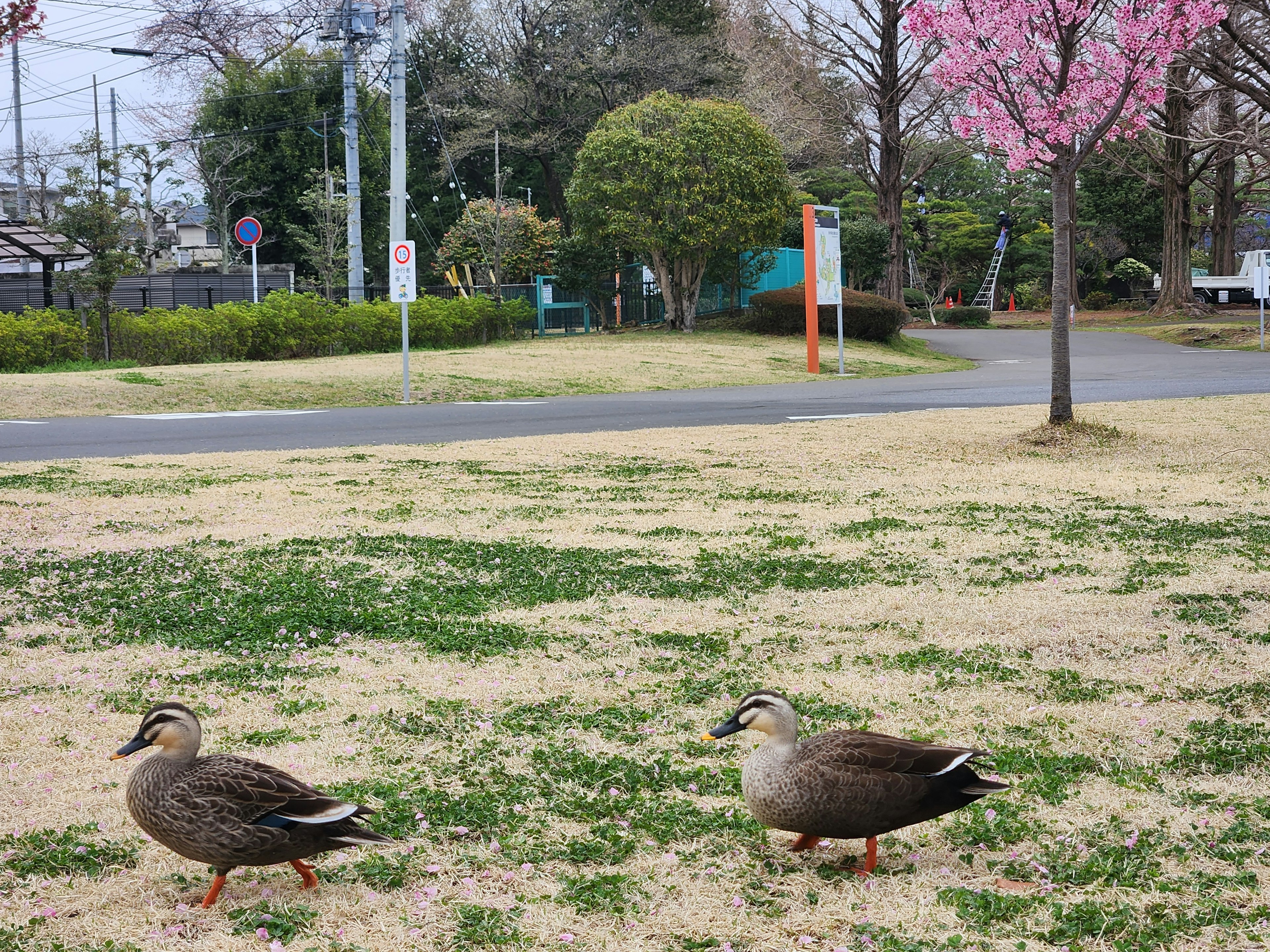 Two ducks on grass in a park with a cherry blossom tree